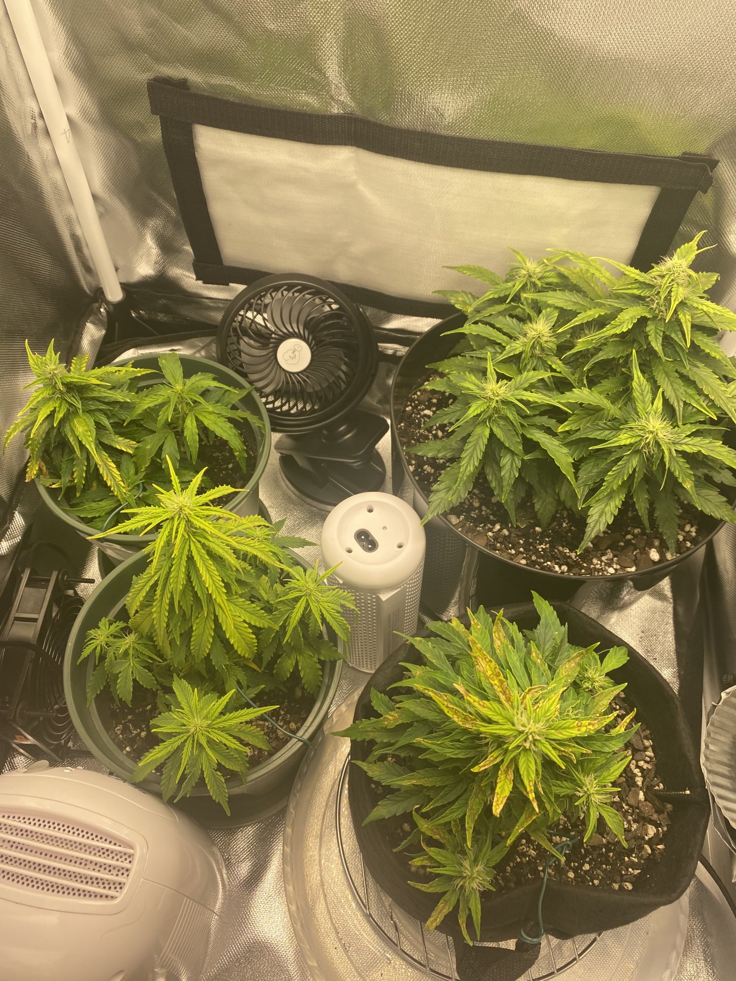 Please help my plants was showing some yellowing and browning a week ago 4