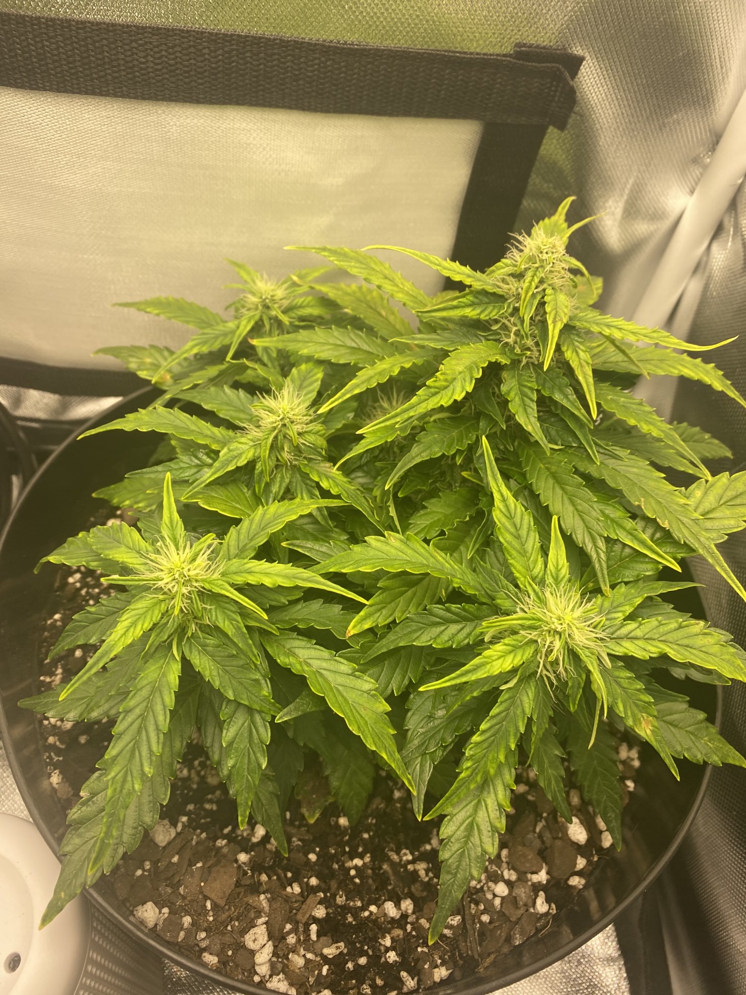 Please help my plants was showing some yellowing and browning a week ago