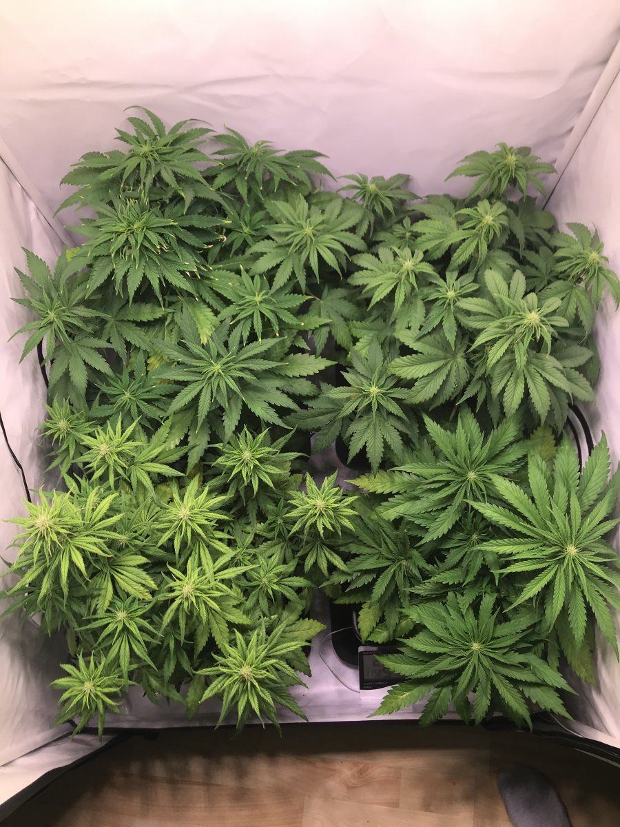 Please help my purple punch 3