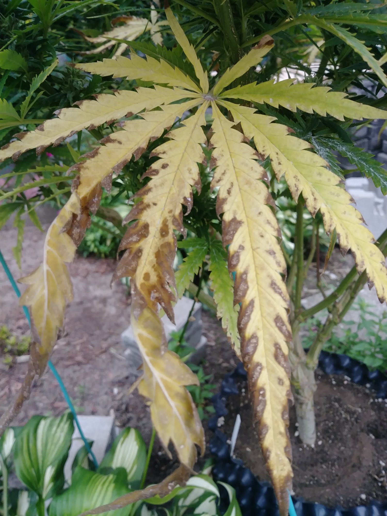 Please help my sad plant 5