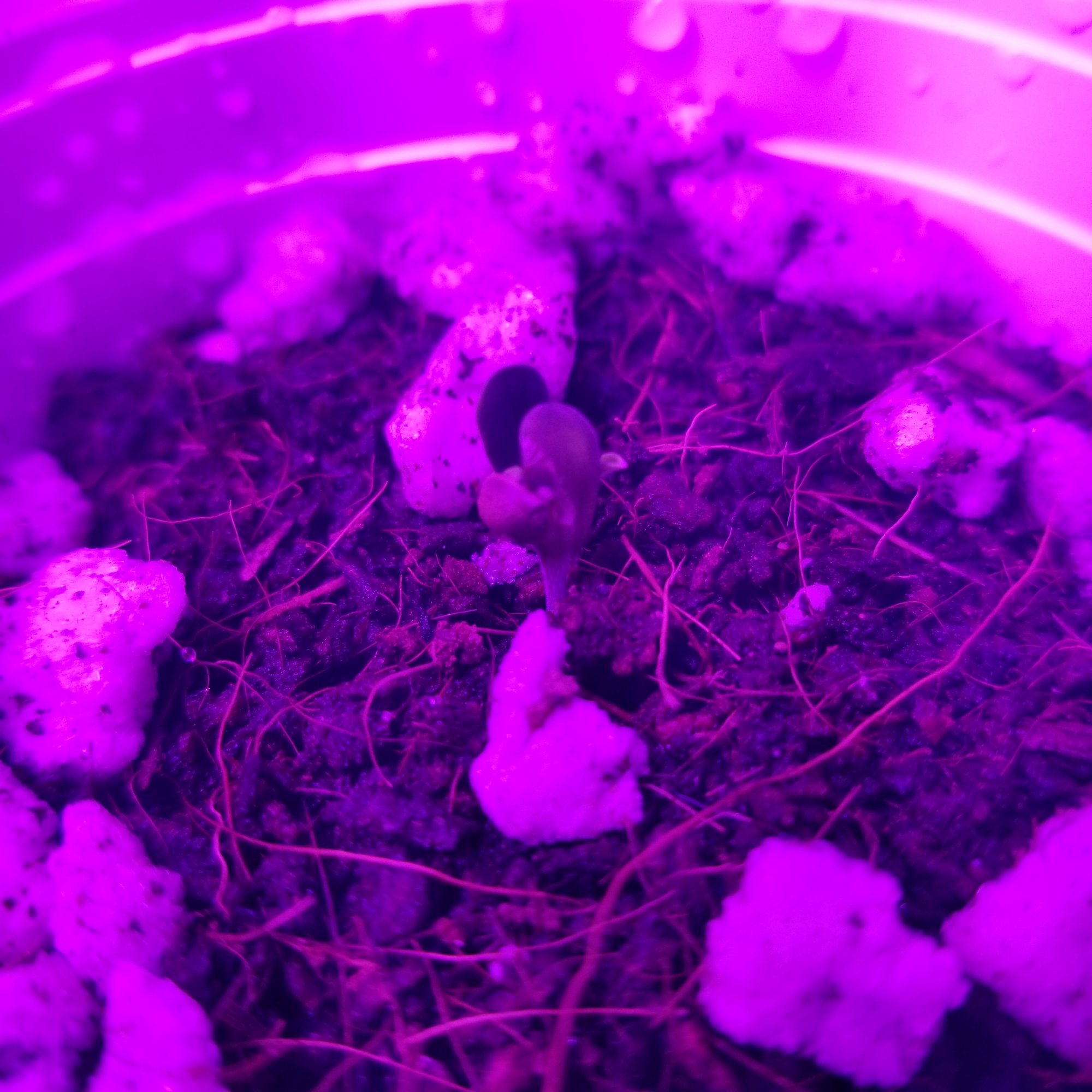 Please help my seedlings are dying 2