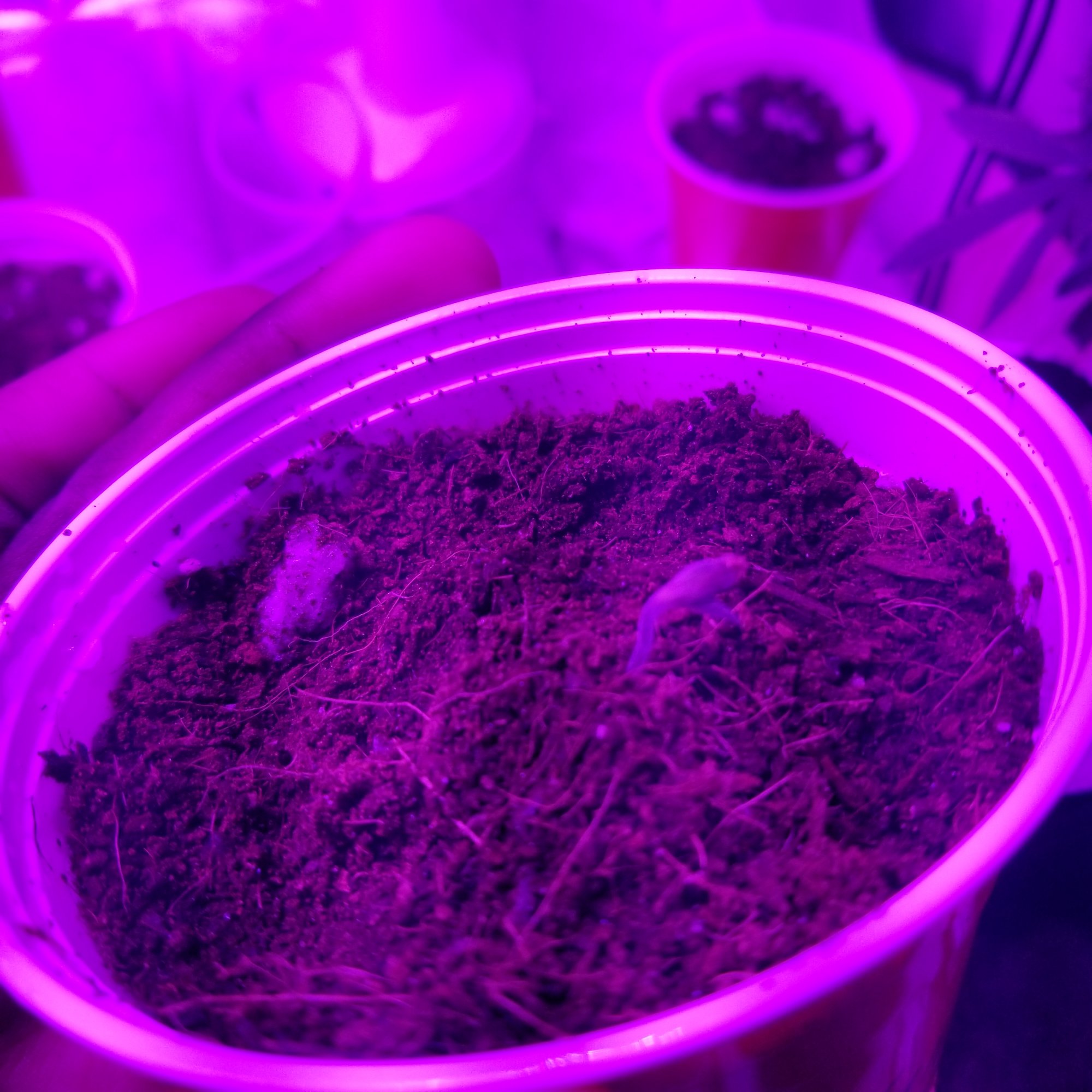 Please help my seedlings are dying 3