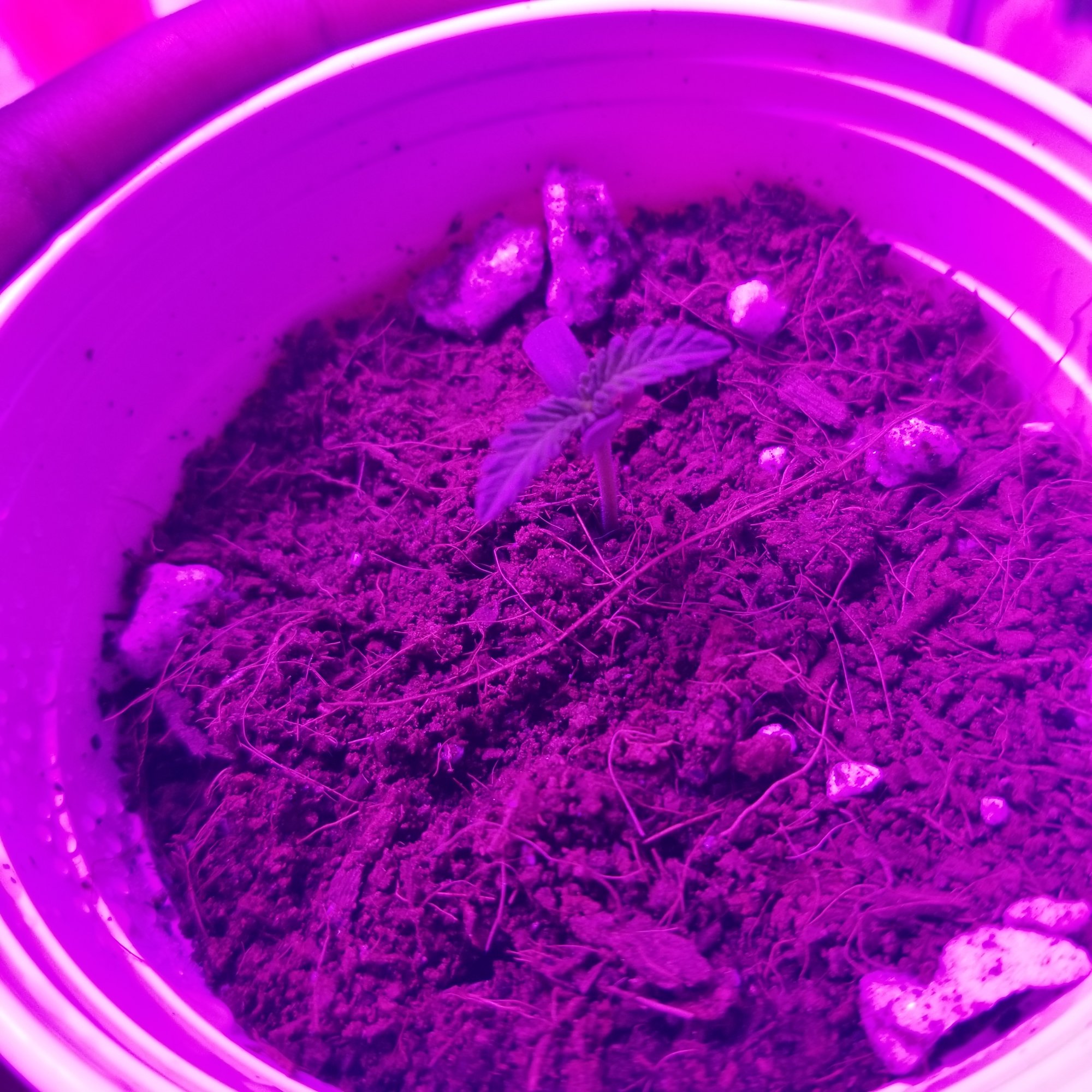 Please help my seedlings are dying 6