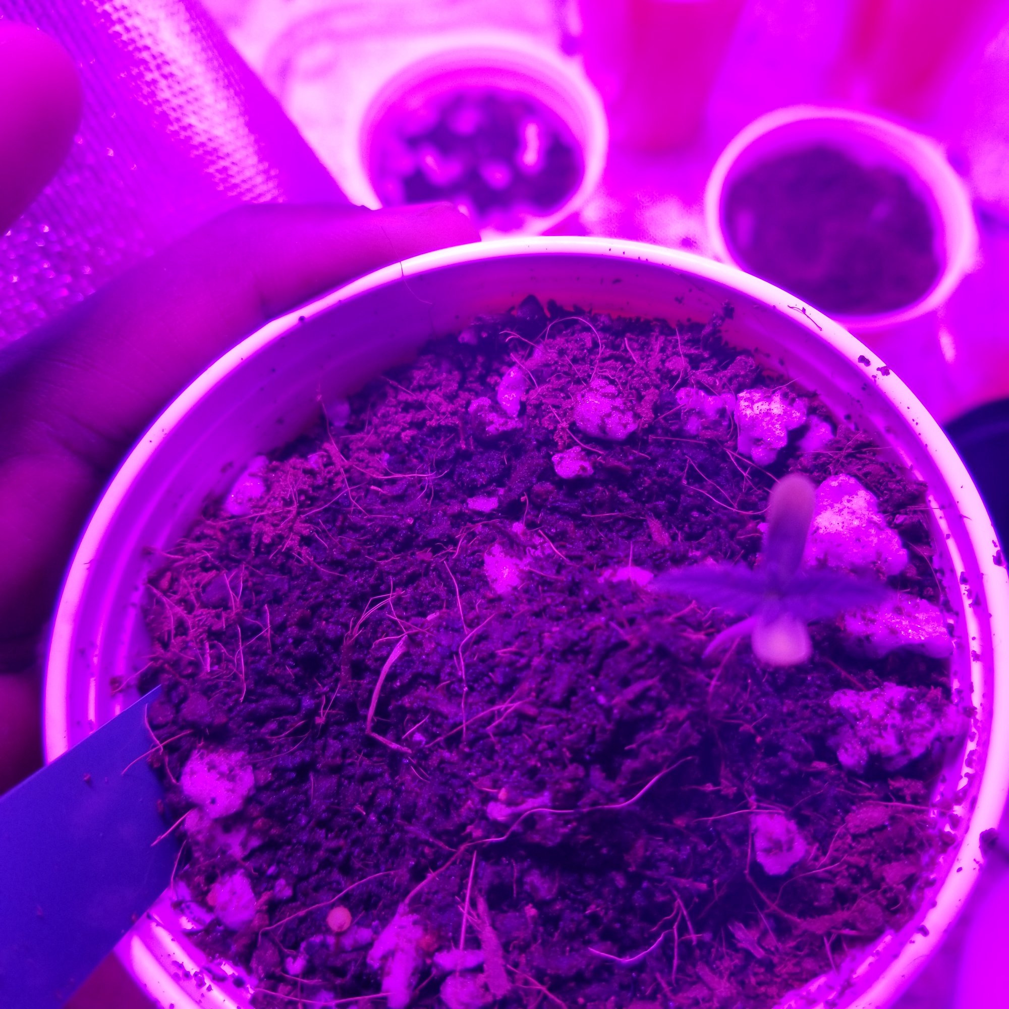 Please help my seedlings are dying 7