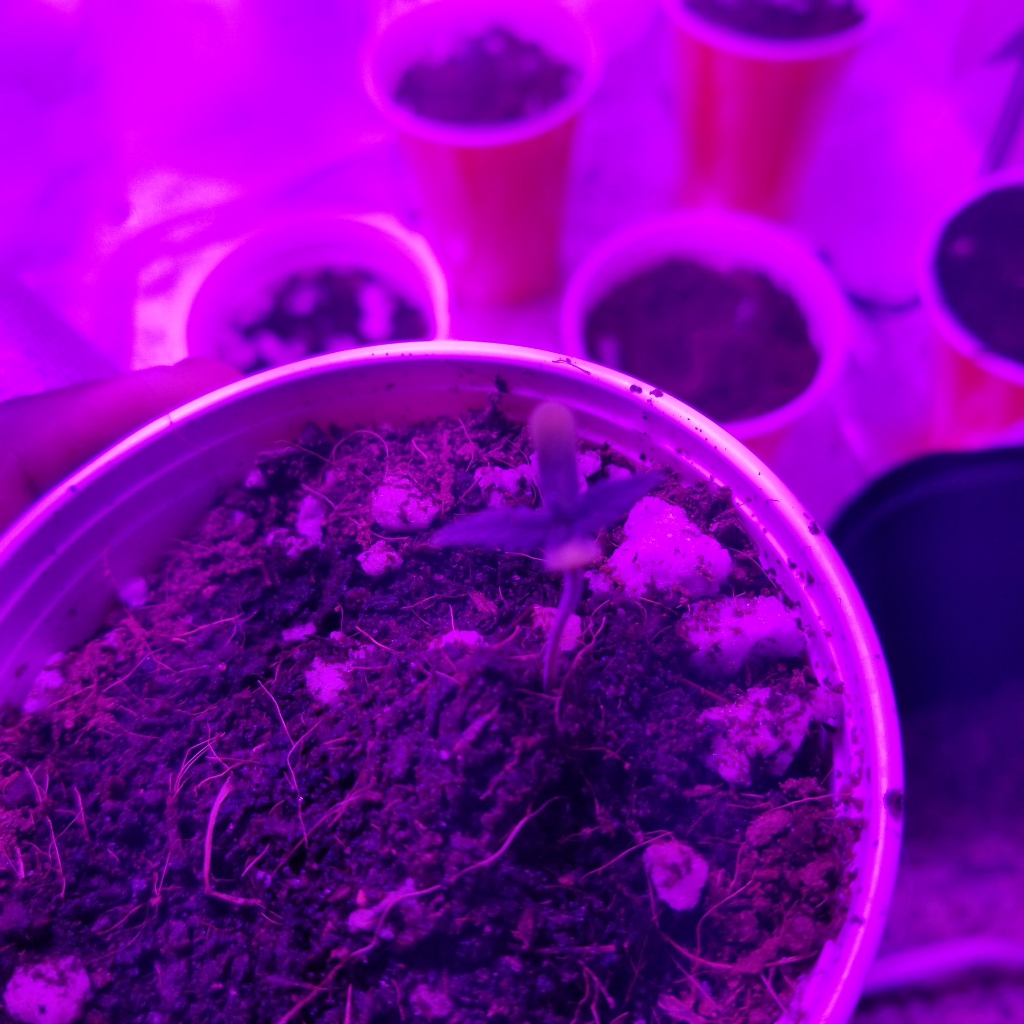 Please help my seedlings are dying 8