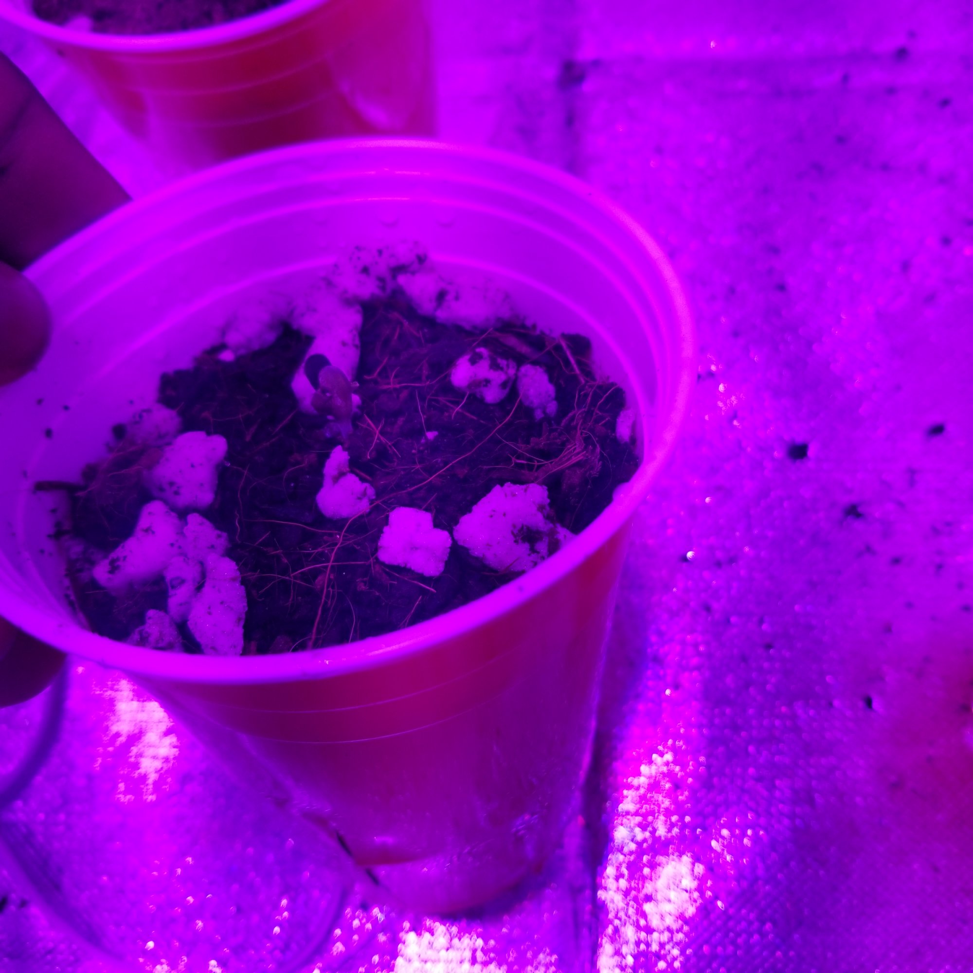 Please help my seedlings are dying
