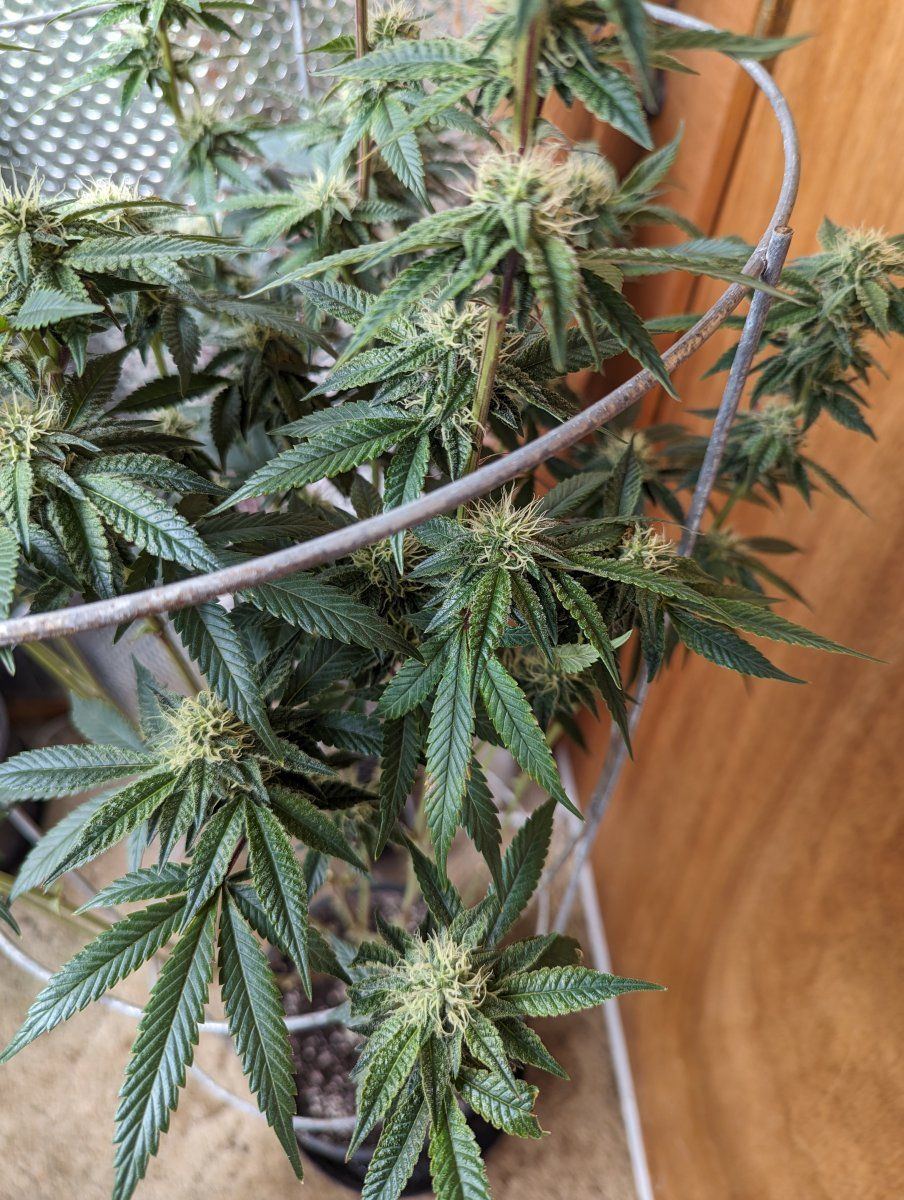 Please help my sick plant 2