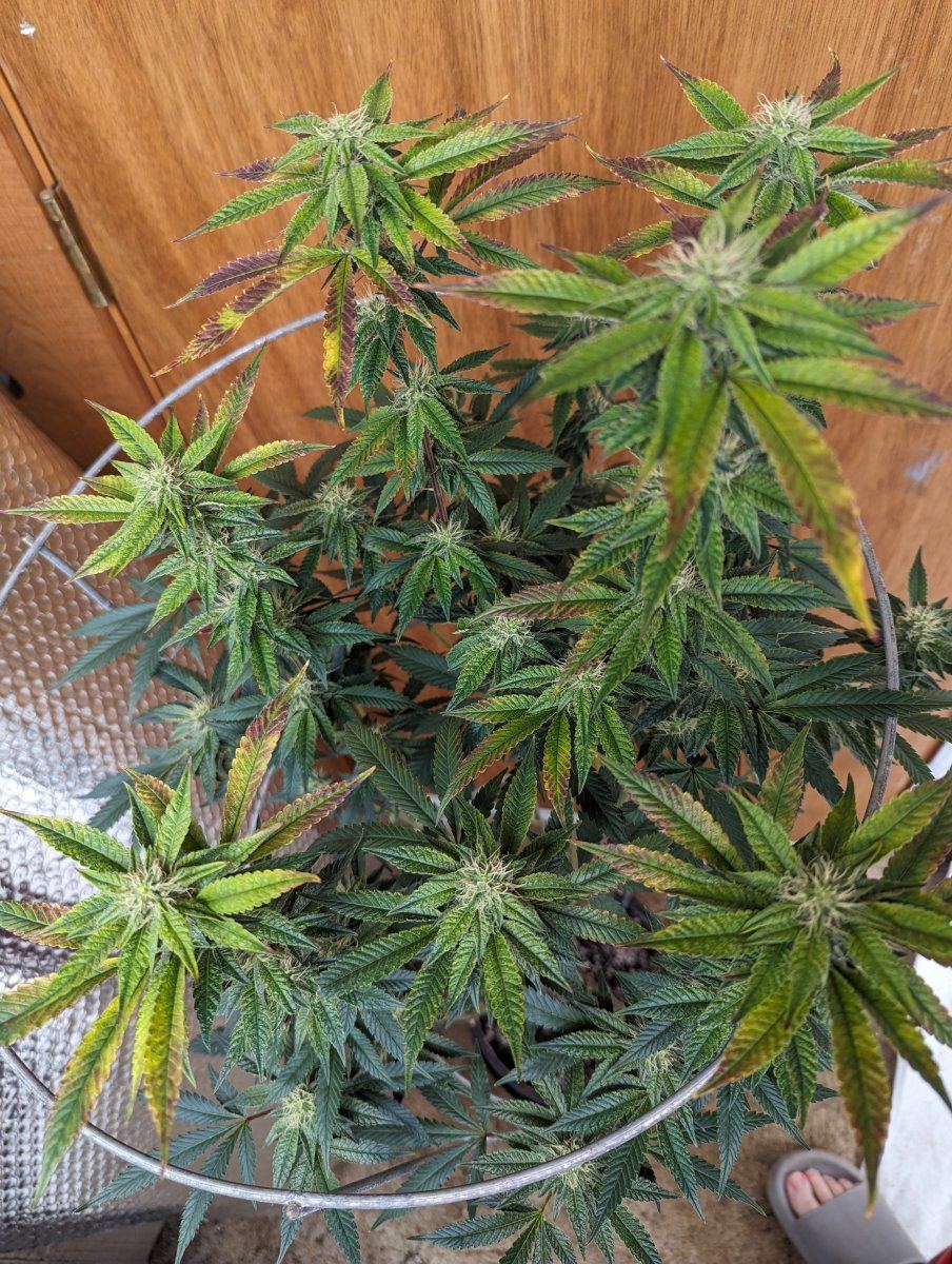 Please help my sick plant 3