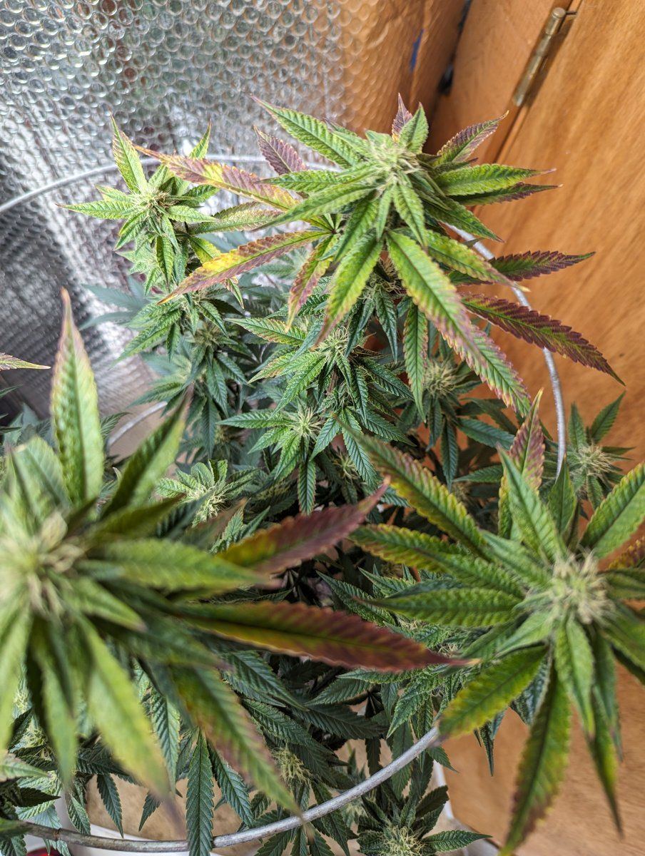 Please help my sick plant 4