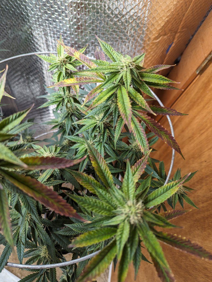 Please help my sick plant 5