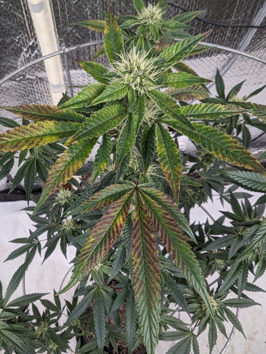 Please help my sick plant