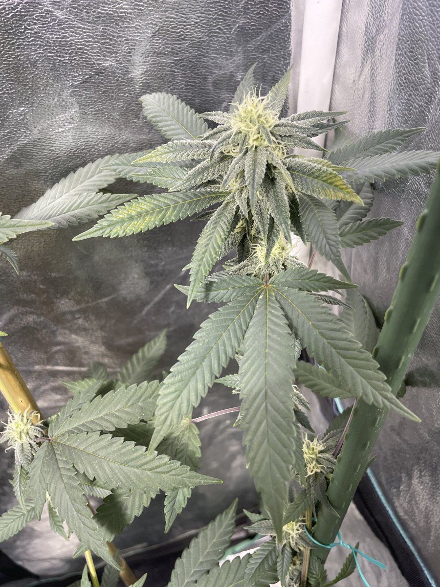 Please help nftg mid flower yellowing  intervenal yellowbrown spots on sugar leaves reoccurri