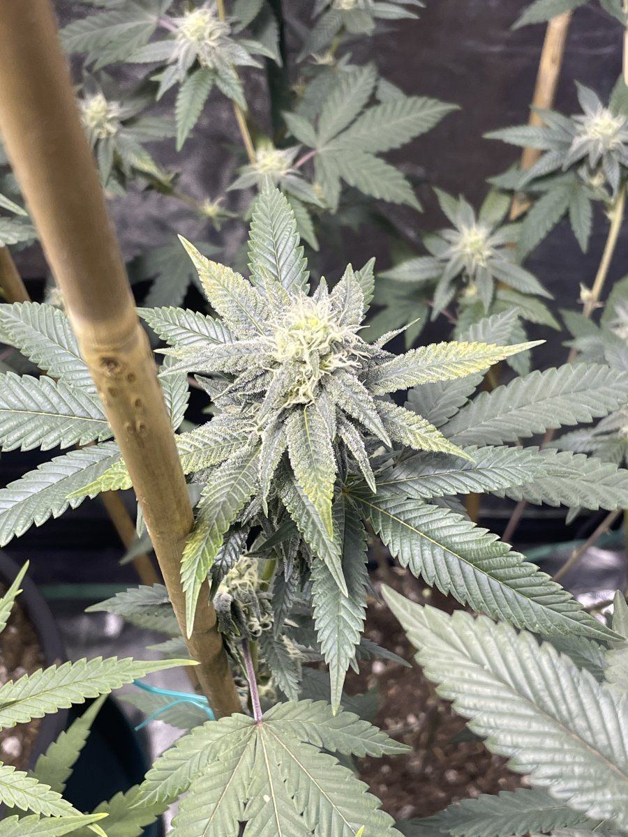 Please help nftg mid flower yellowing  intervenal yellowbrown spots on sugar leaves reoccurri