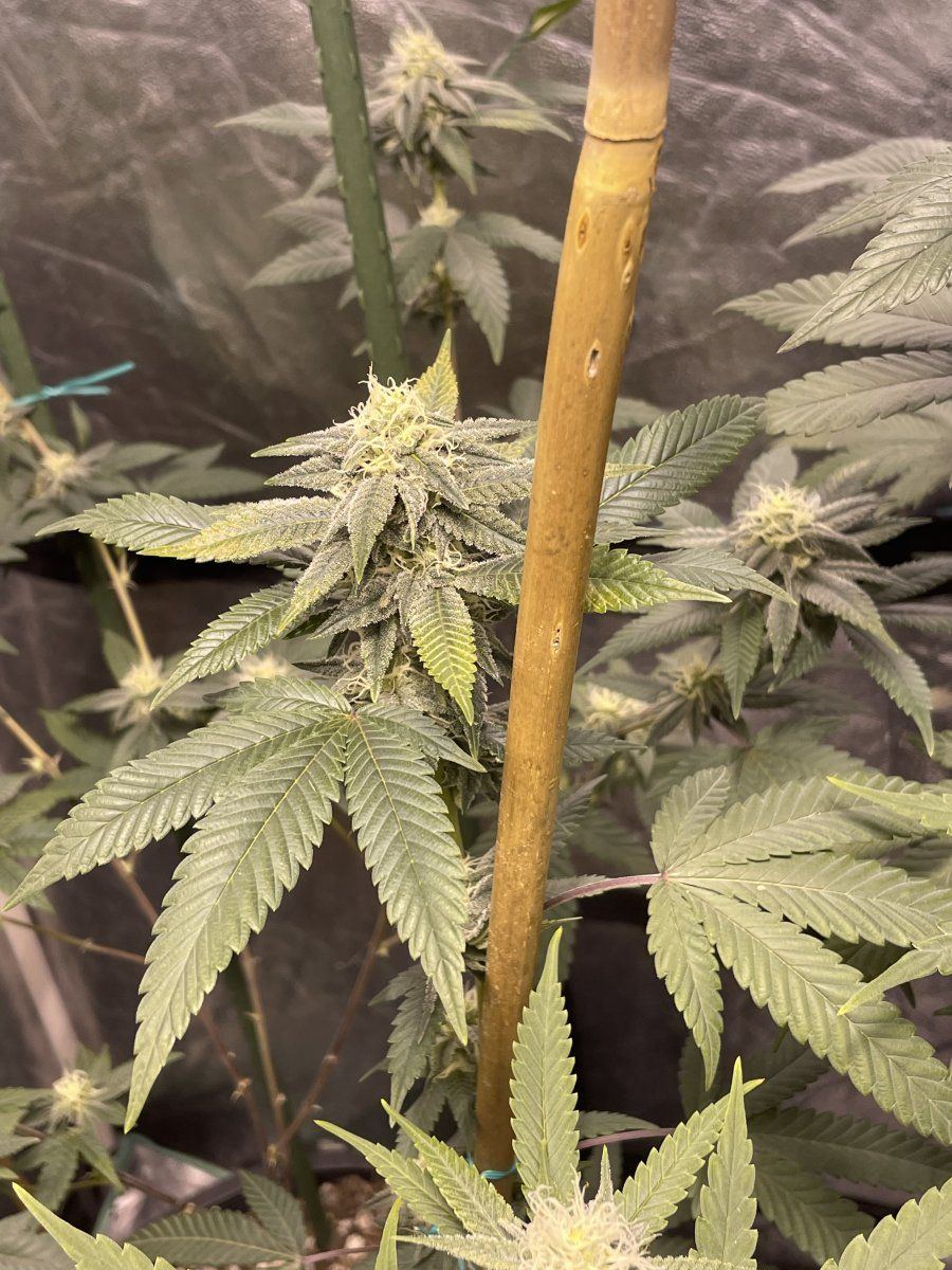 Please help nftg mid flower yellowing  intervenal yellowbrown spots on sugar leaves reoccurrin
