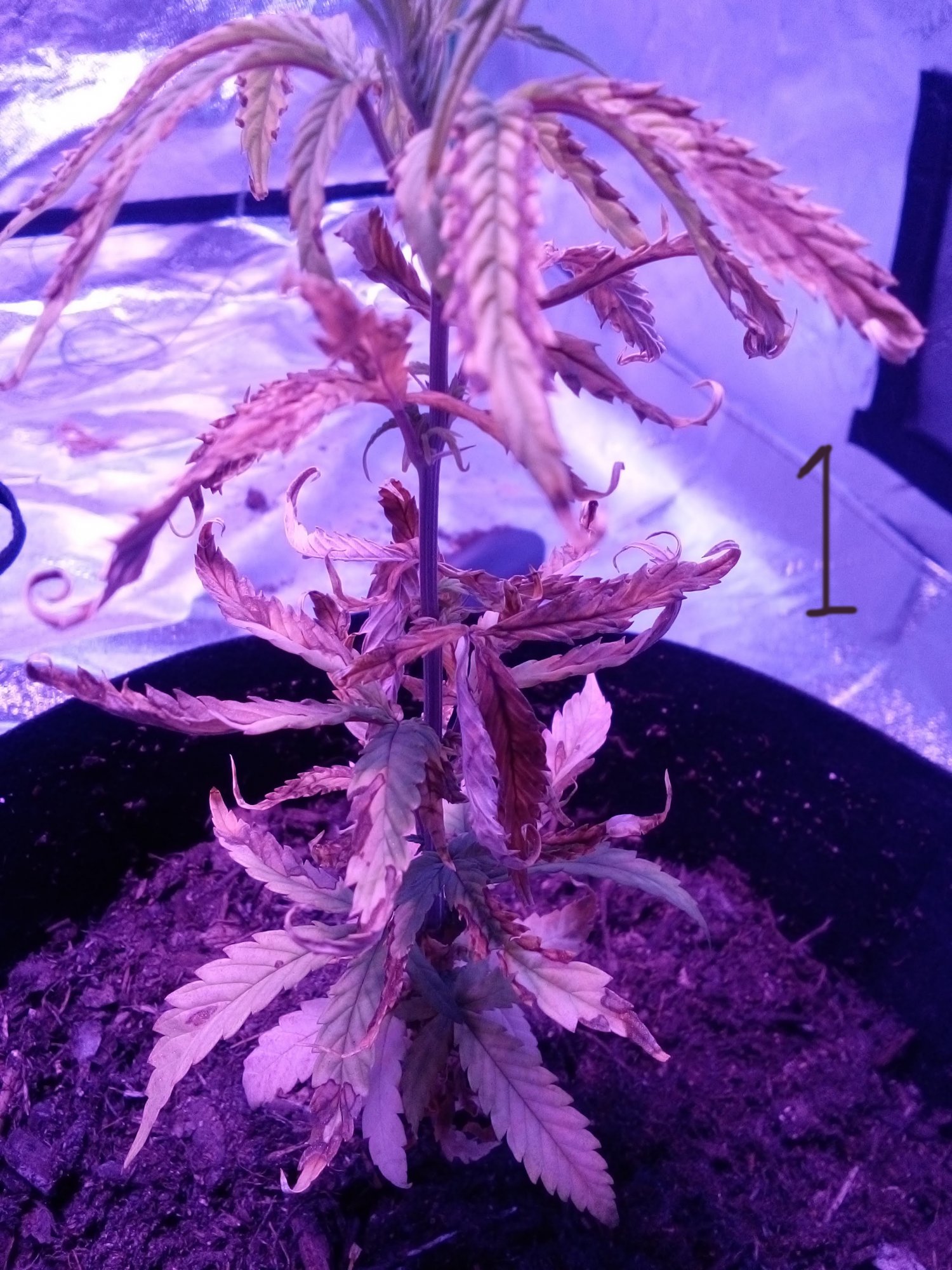 Please help not sure whats wrong 7