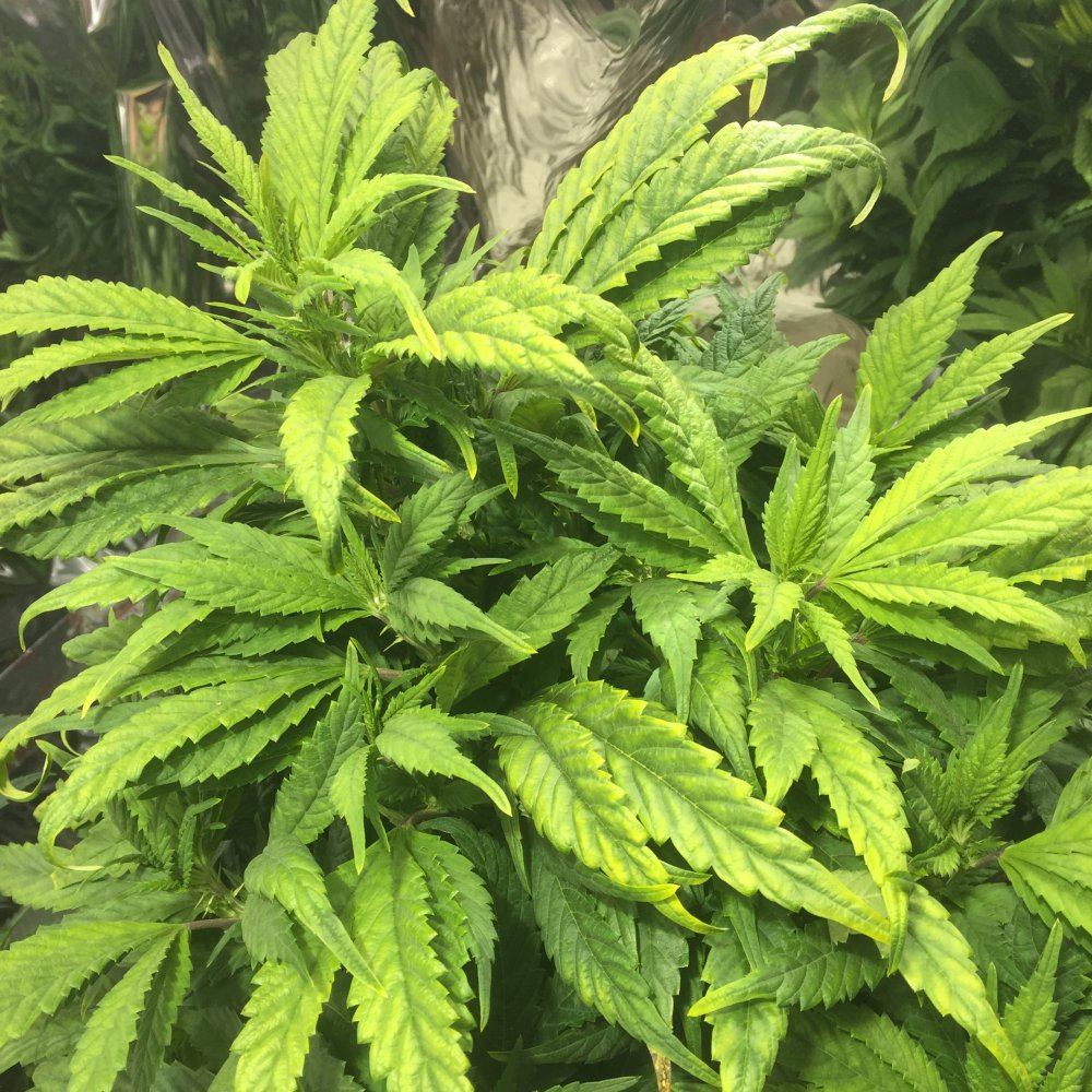 Please help plant is yellowing at top 2