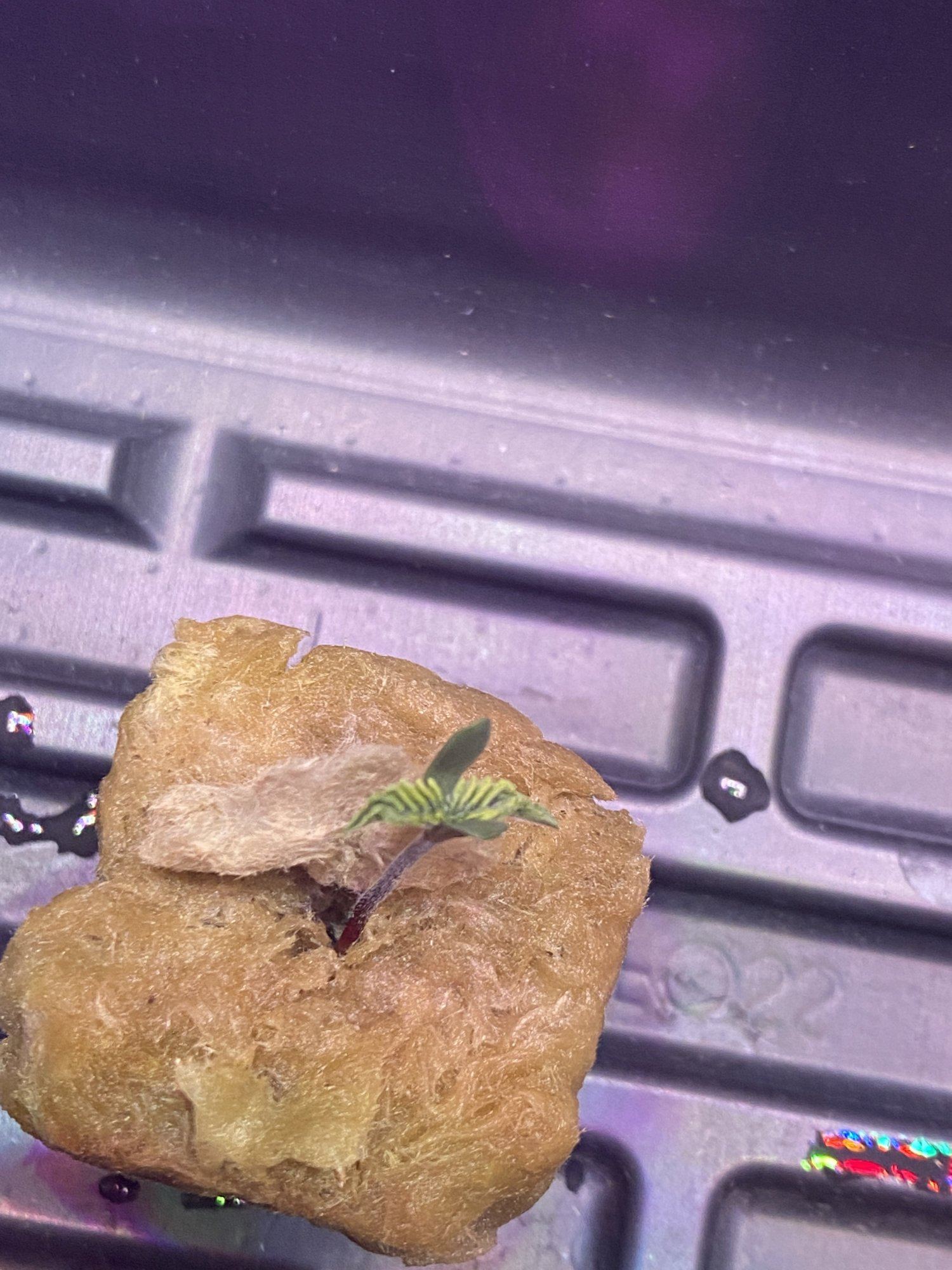 Please help seedlings are 1 week old and are not doing great 2