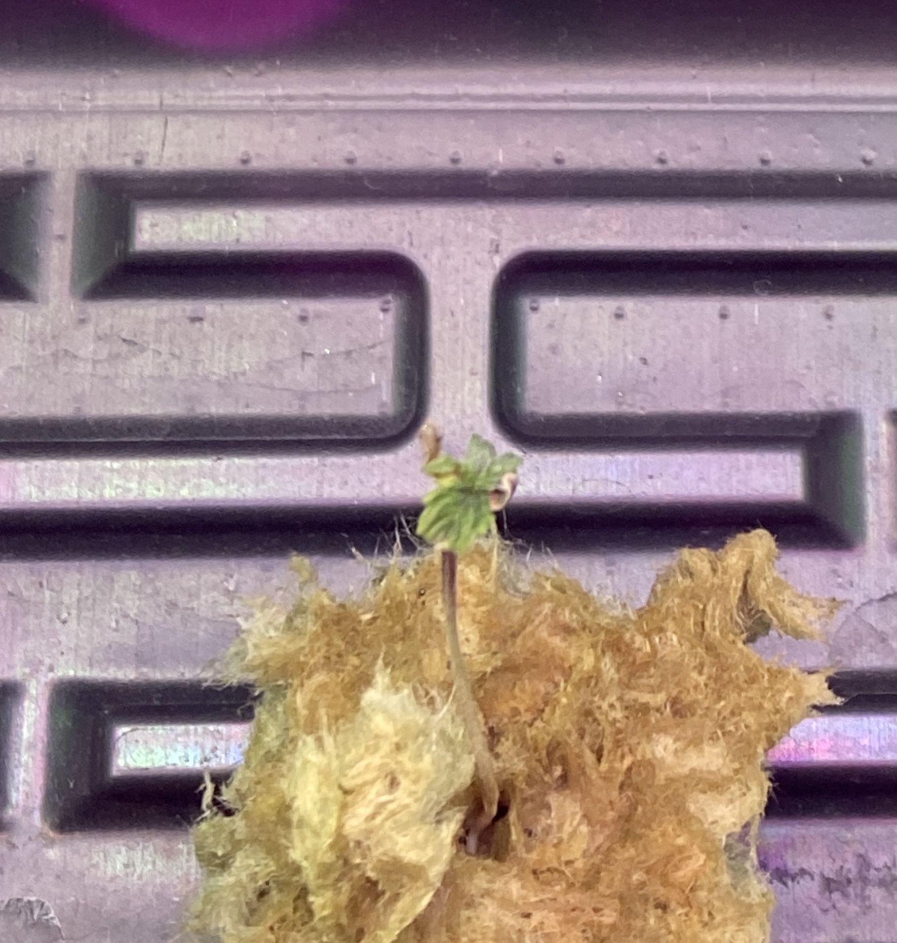 Please help seedlings are 1 week old and are not doing great