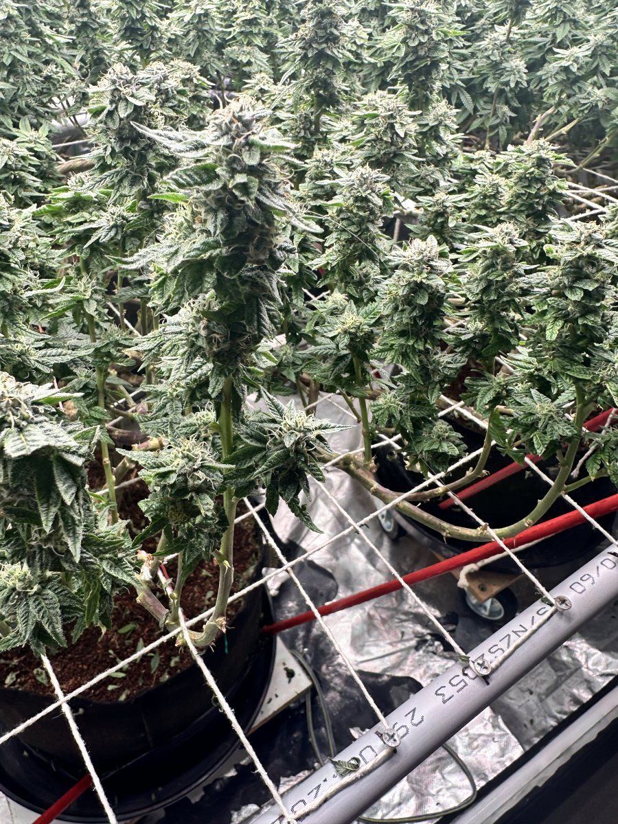 Please help settle our argument over defoliating 2