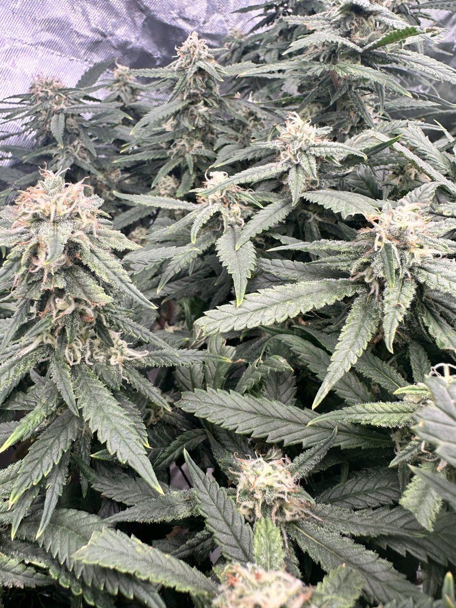 Please help settle our argument over defoliating 4