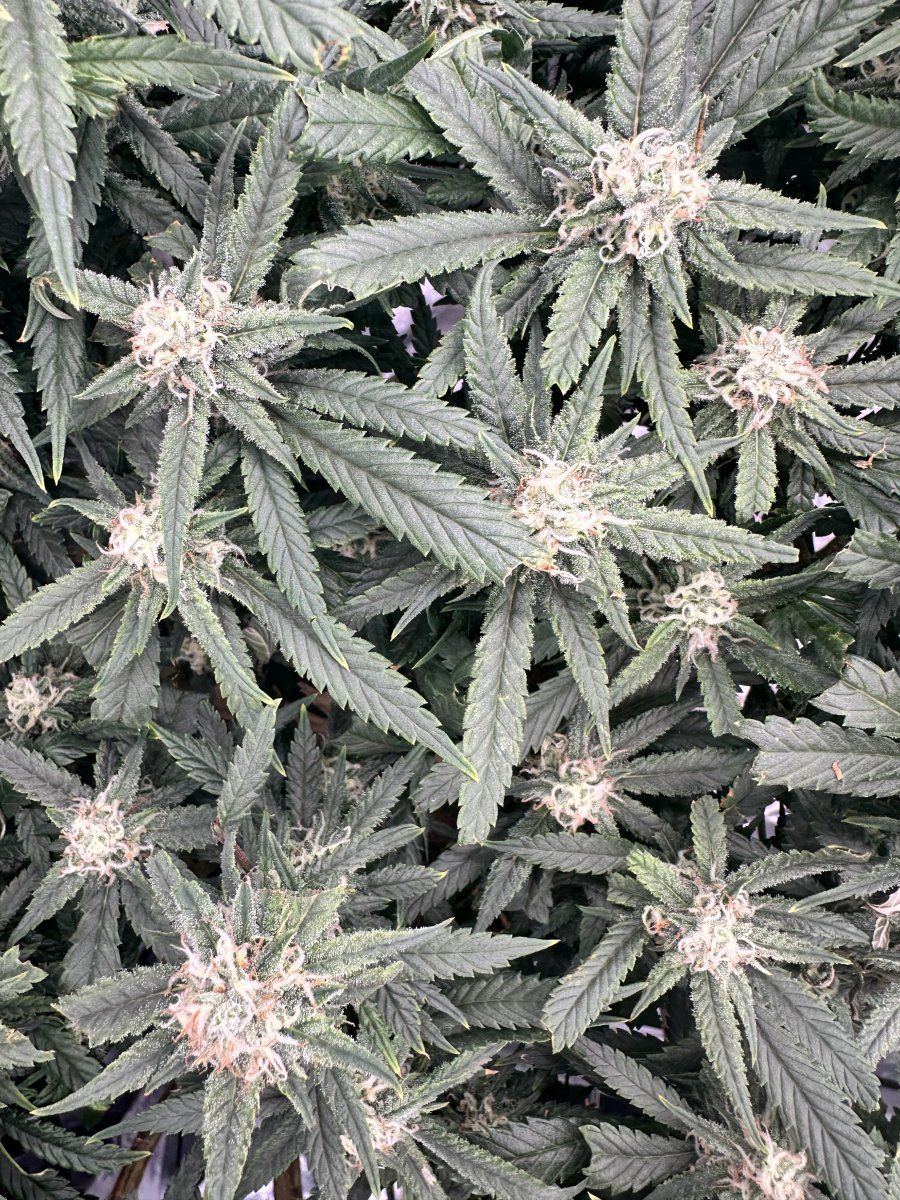 Please help settle our argument over defoliating 5