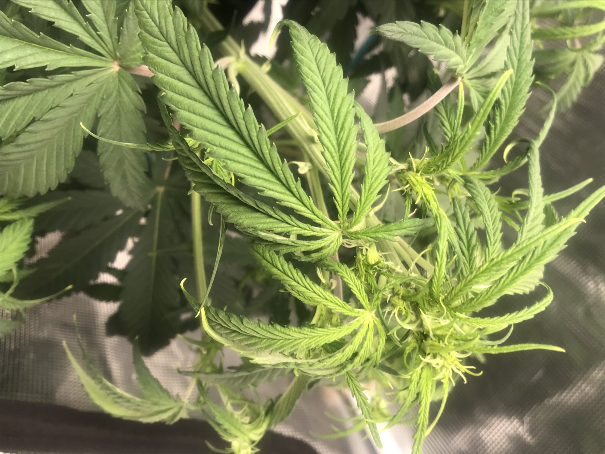 Please help sick plants in coco