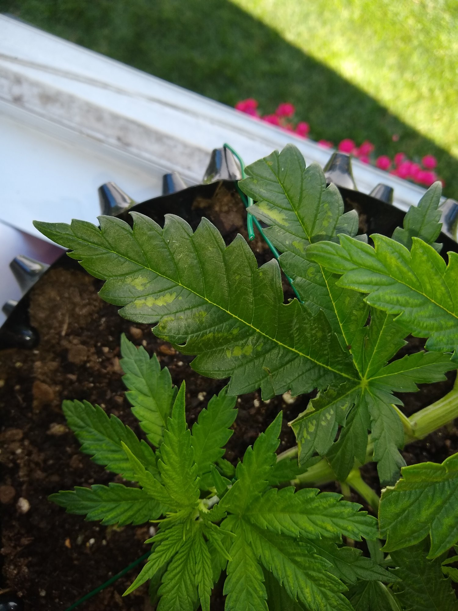 Please help soon 10