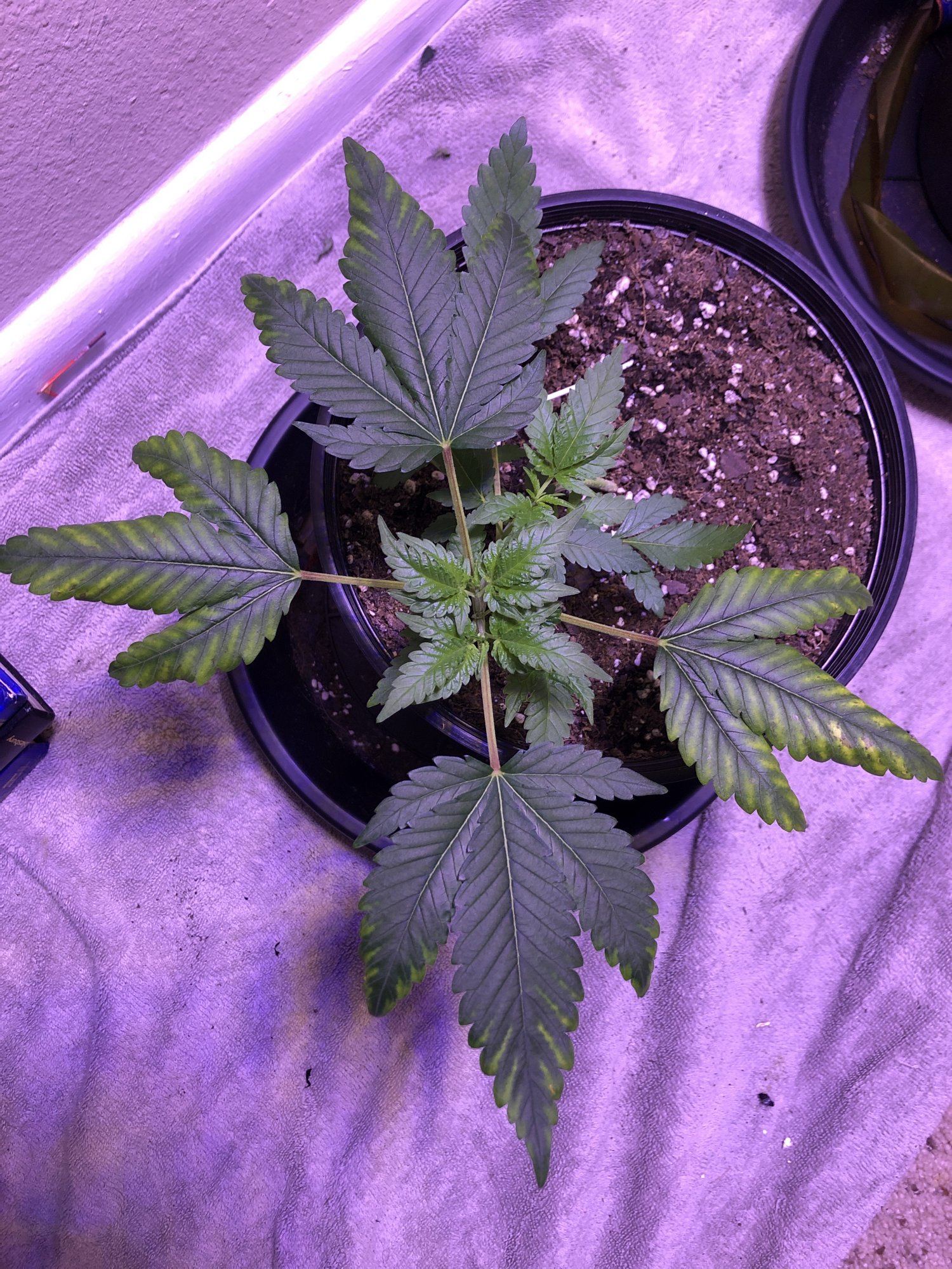 Please help the leaves are turning a weird yellowbrown