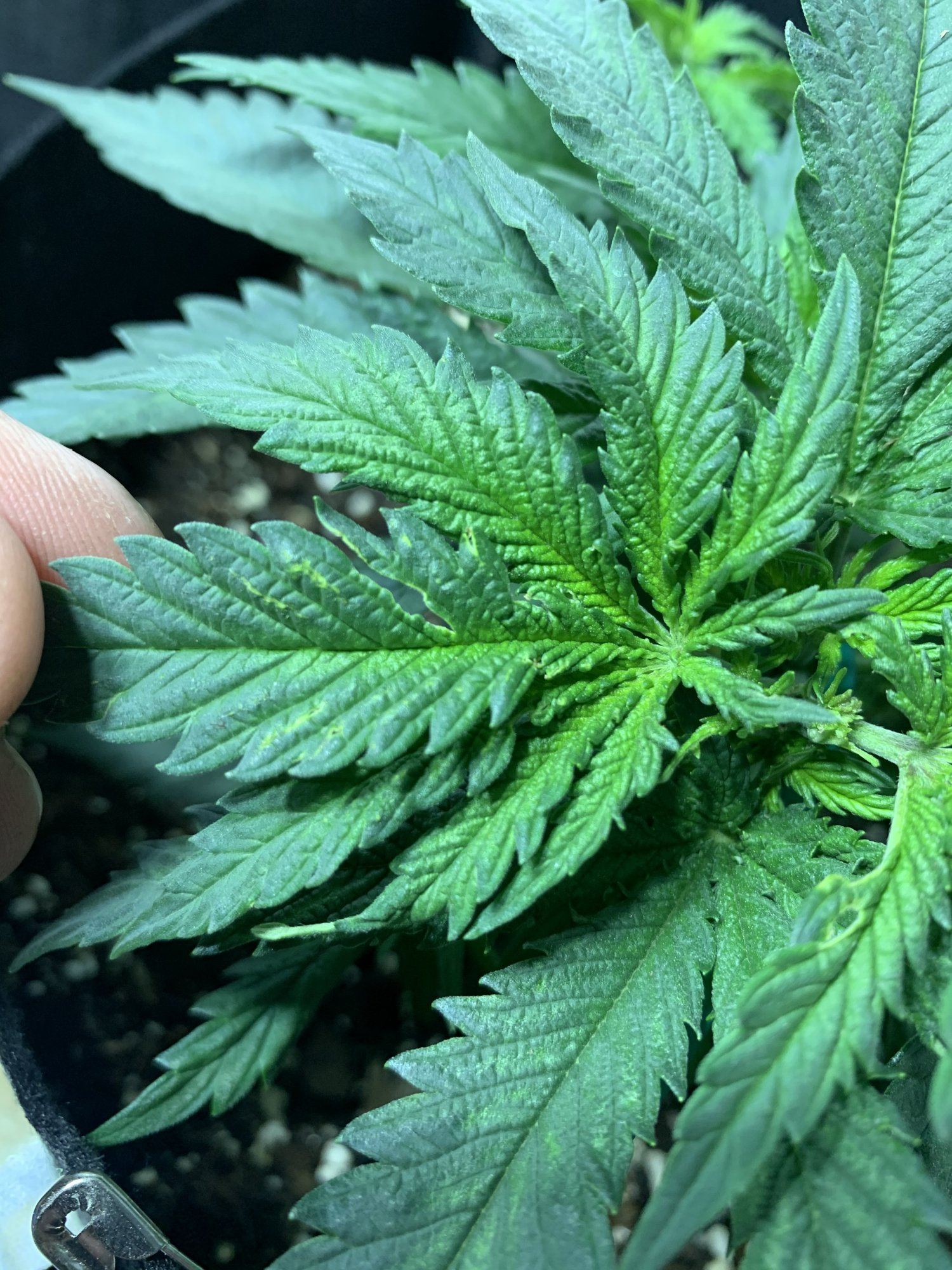 Please help what is happening to my girls