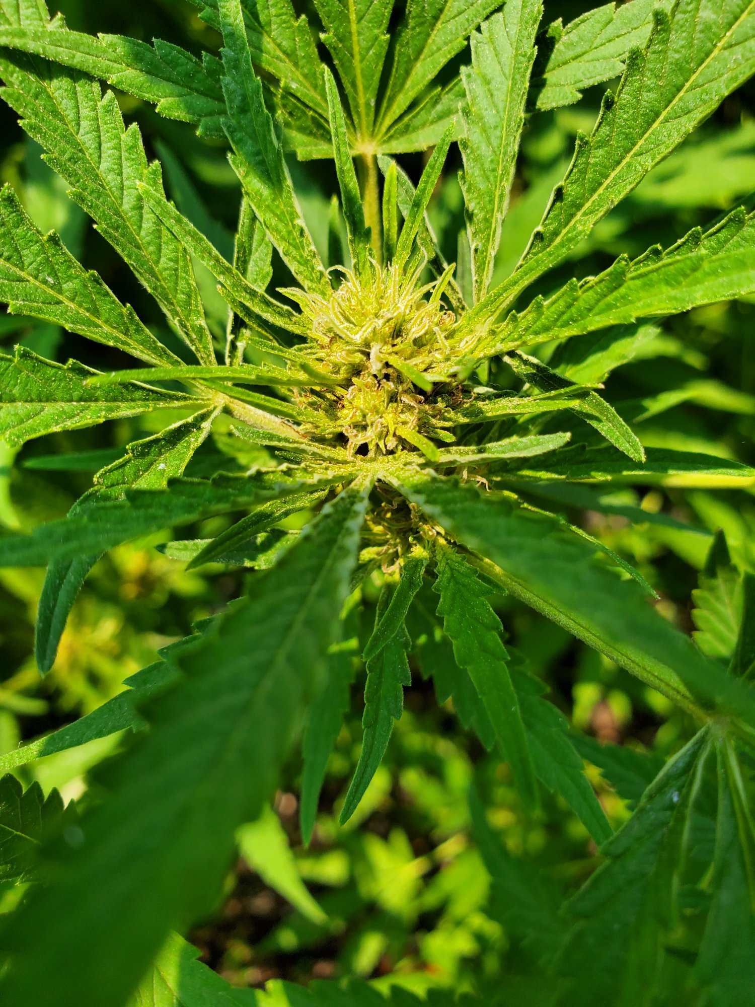 Please help what is wrong with my flowers same age same nutrients 3