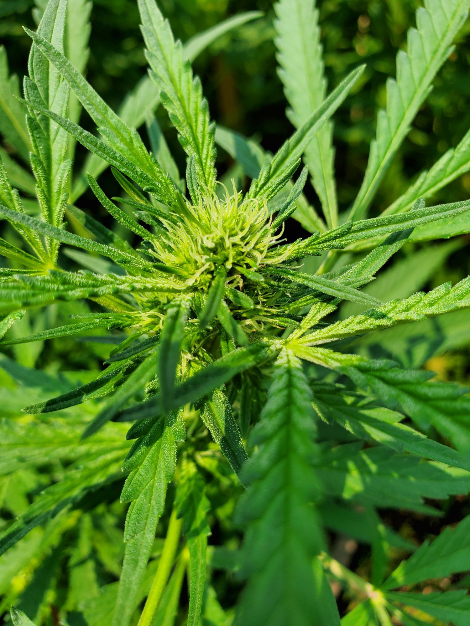 Please help what is wrong with my flowers same age same nutrients 4