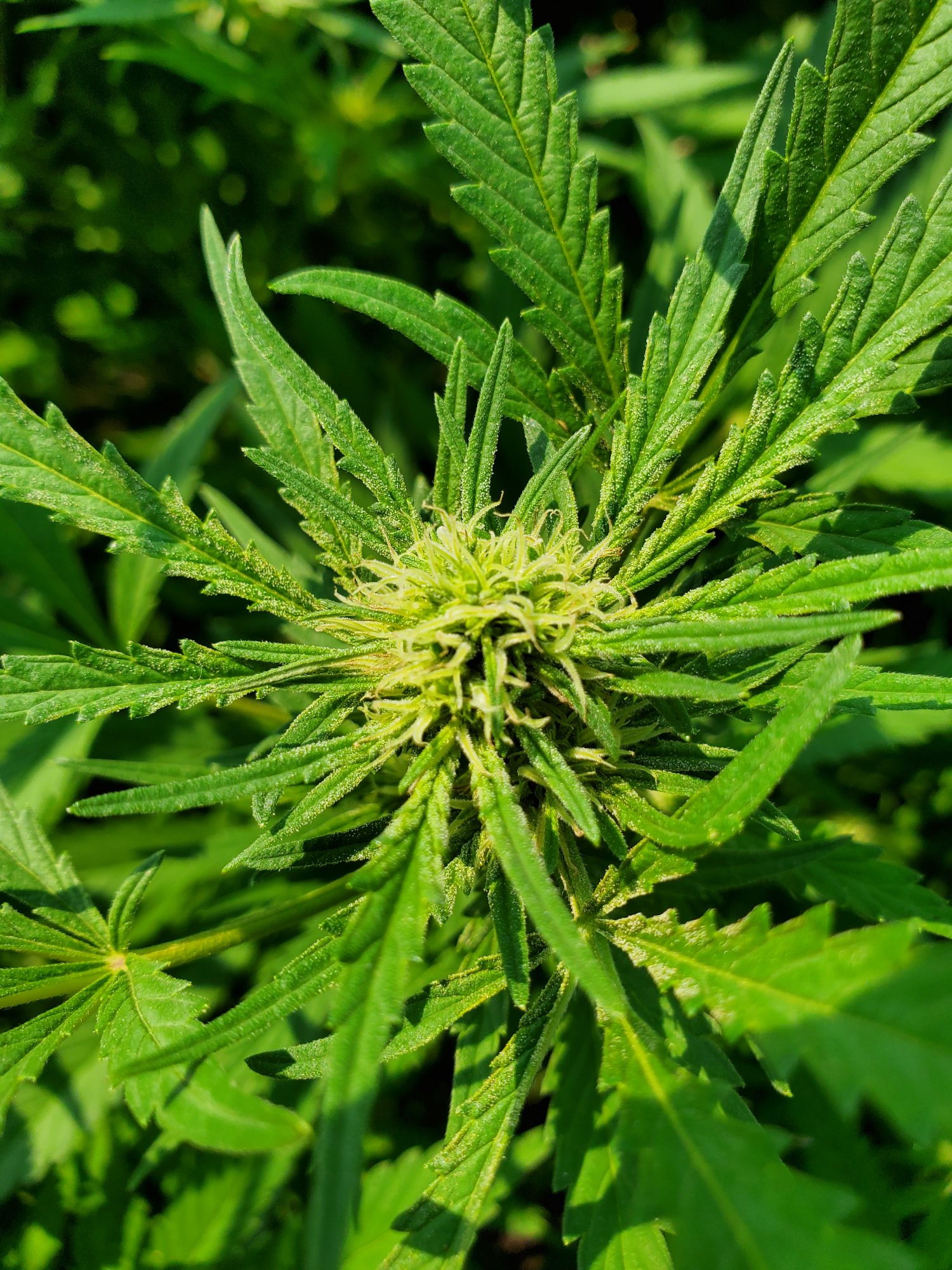 Please help what is wrong with my flowers same age same nutrients 5
