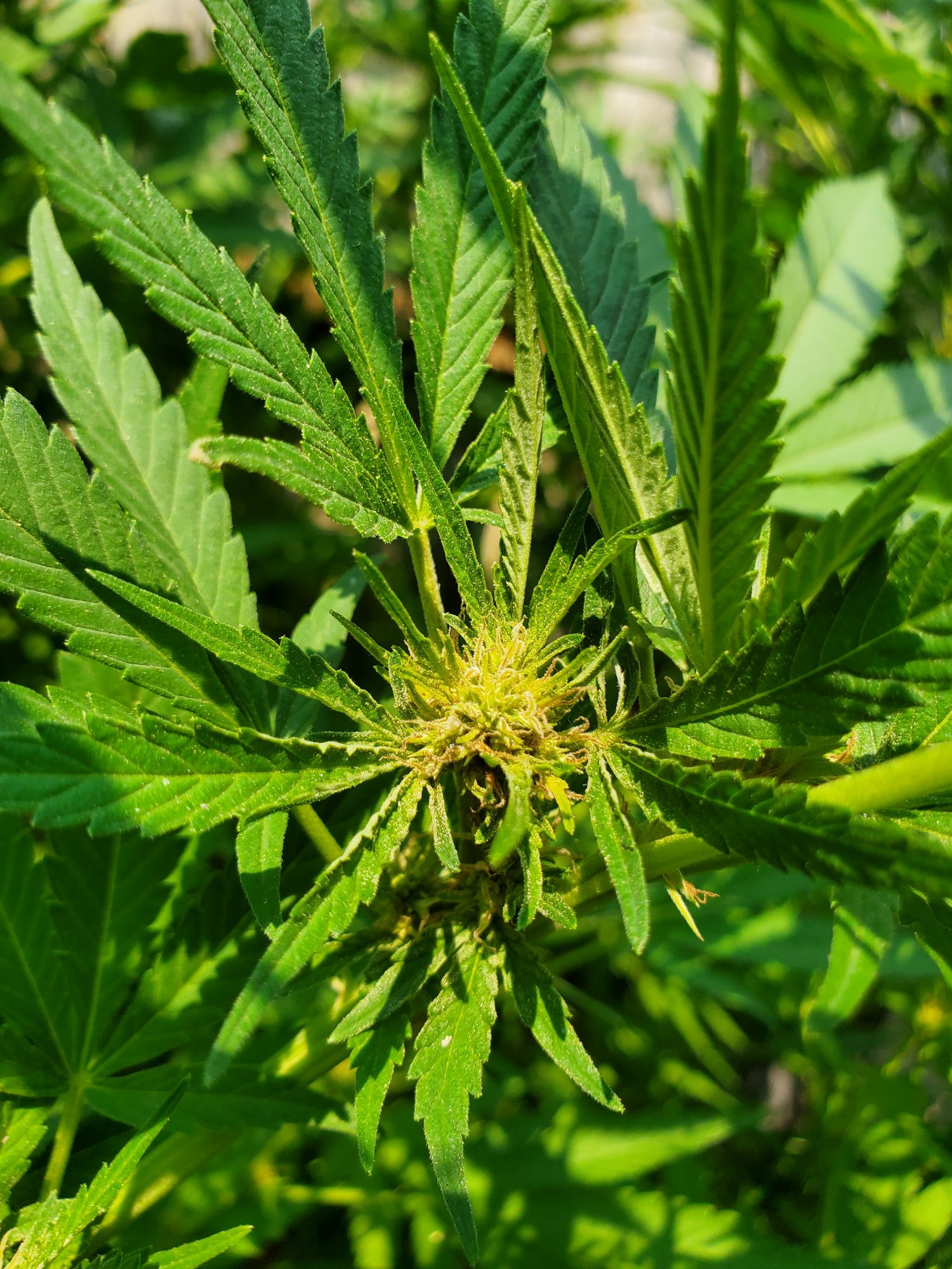 Please help what is wrong with my flowers same age same nutrients 6