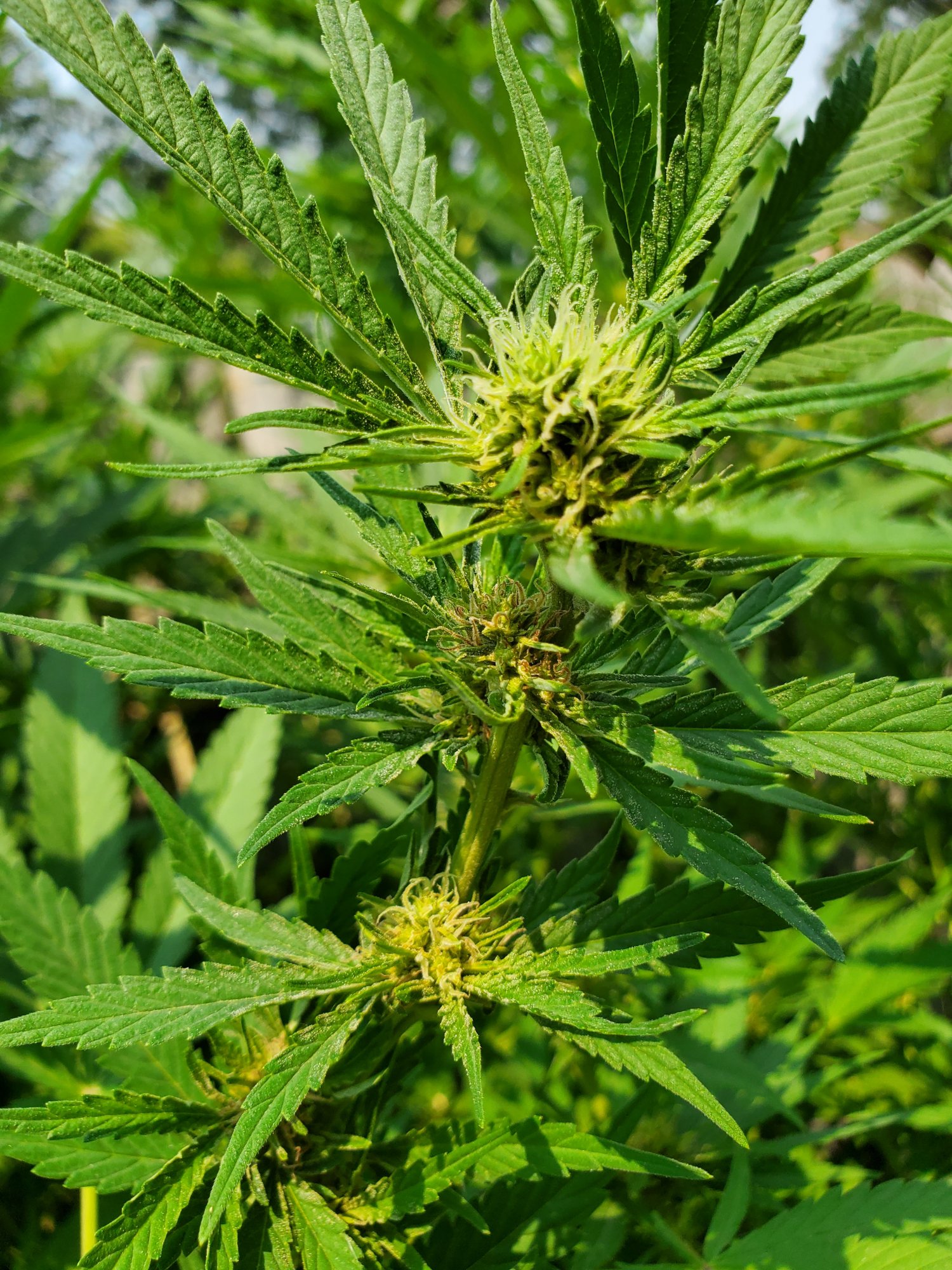 Please help what is wrong with my flowers same age same nutrients 7