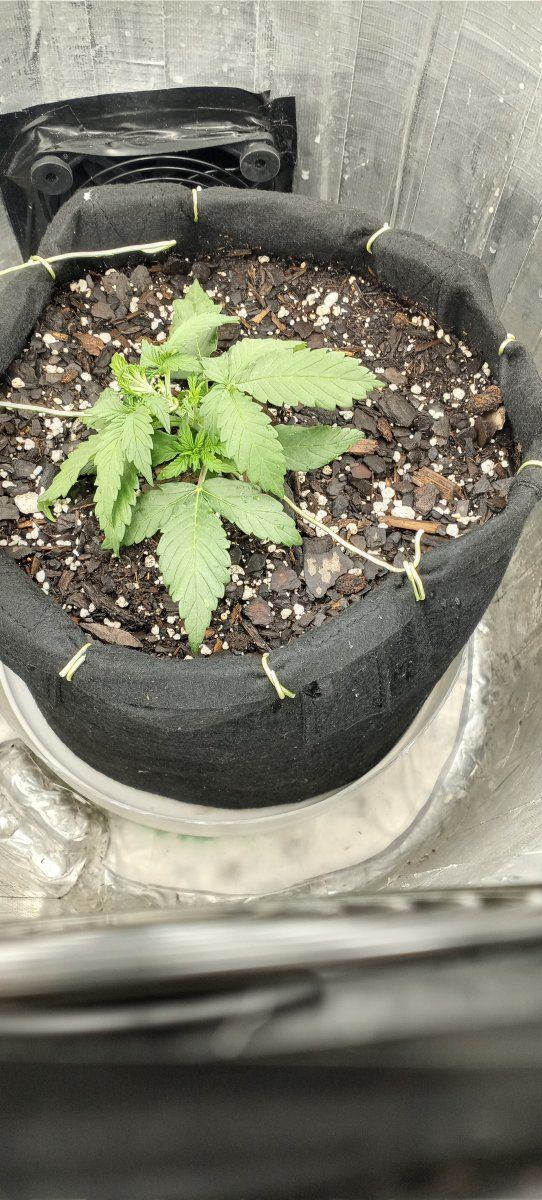 Please help whats going on with my plant 2