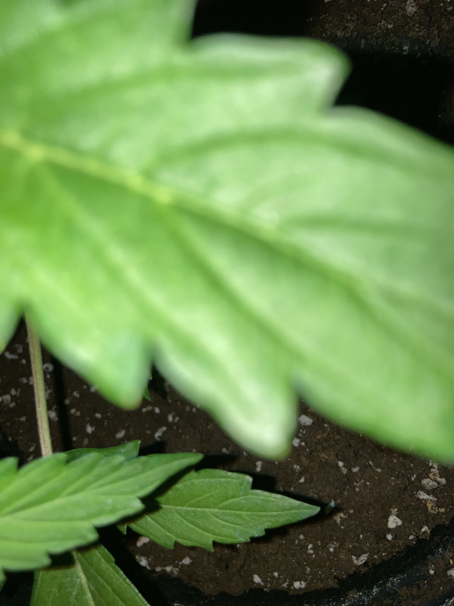 Please help whats this forming on my plant 2