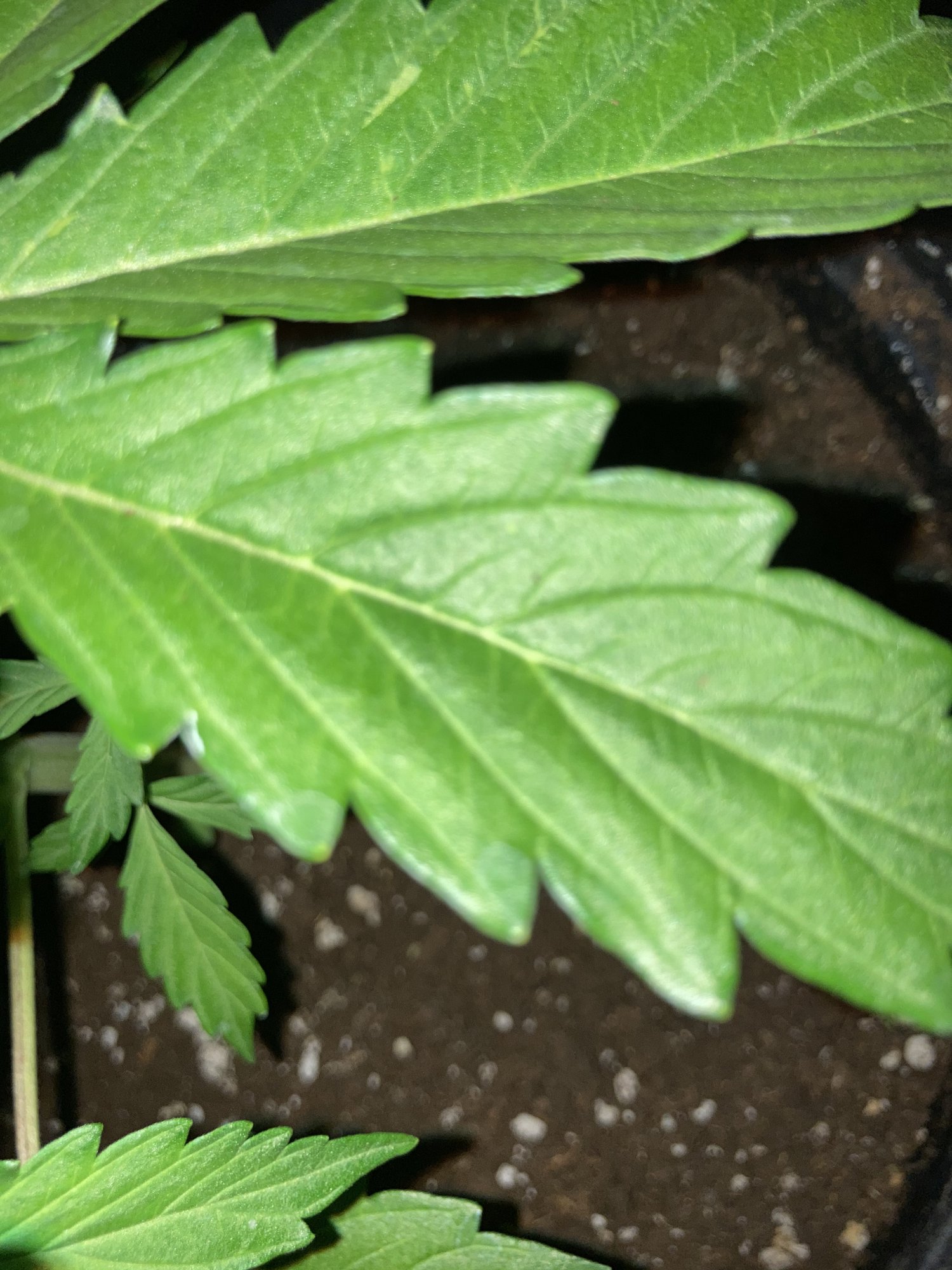 Please help whats this forming on my plant 3