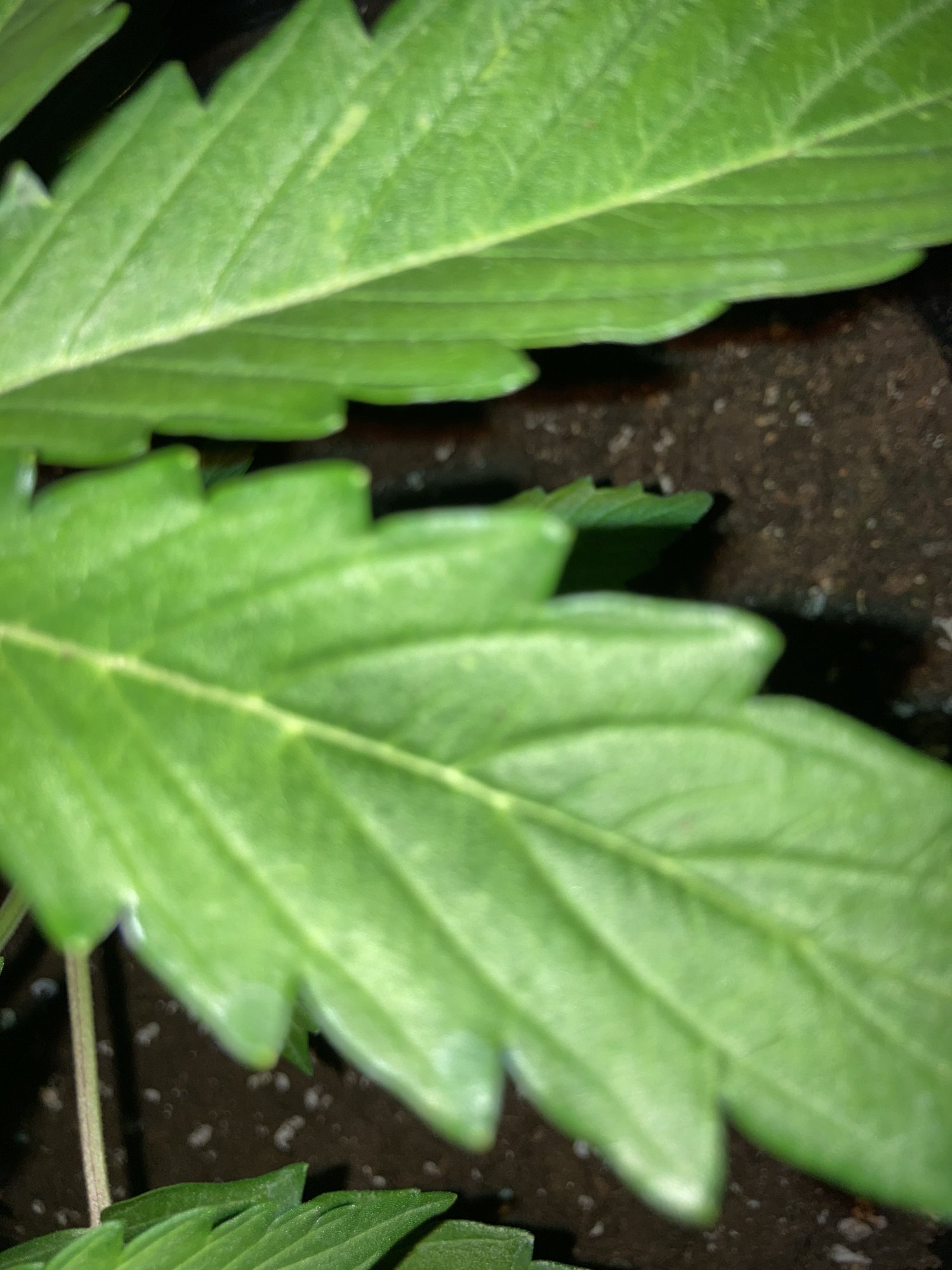 Please help whats this forming on my plant 4