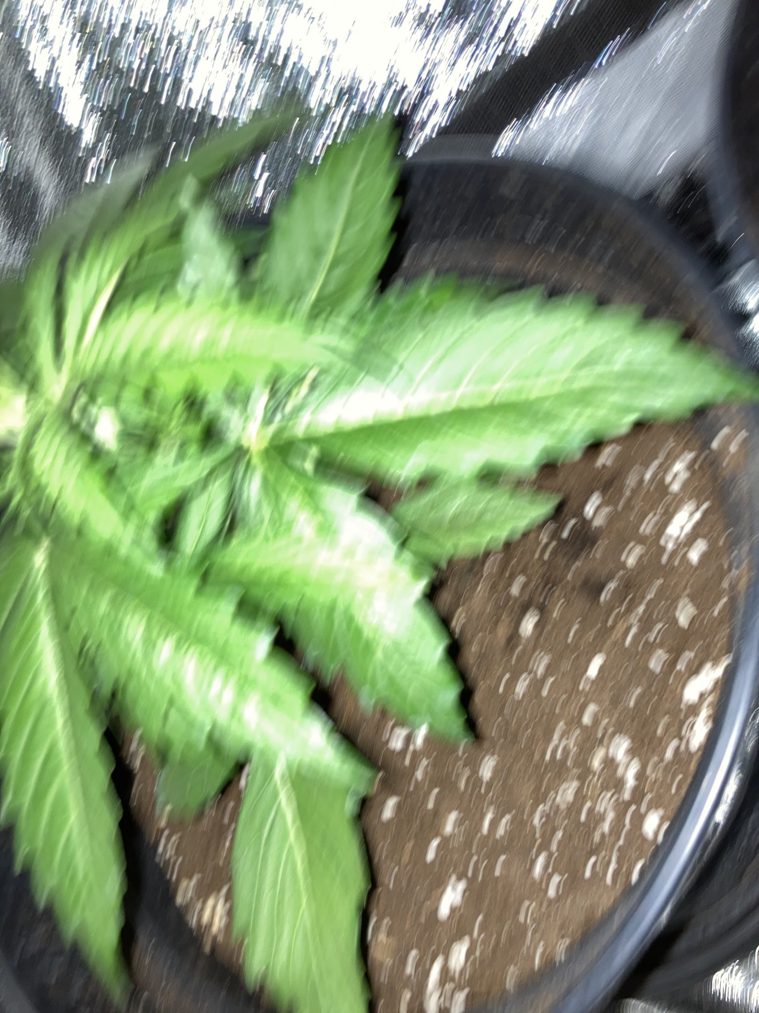 Please help whats this forming on my plant 5