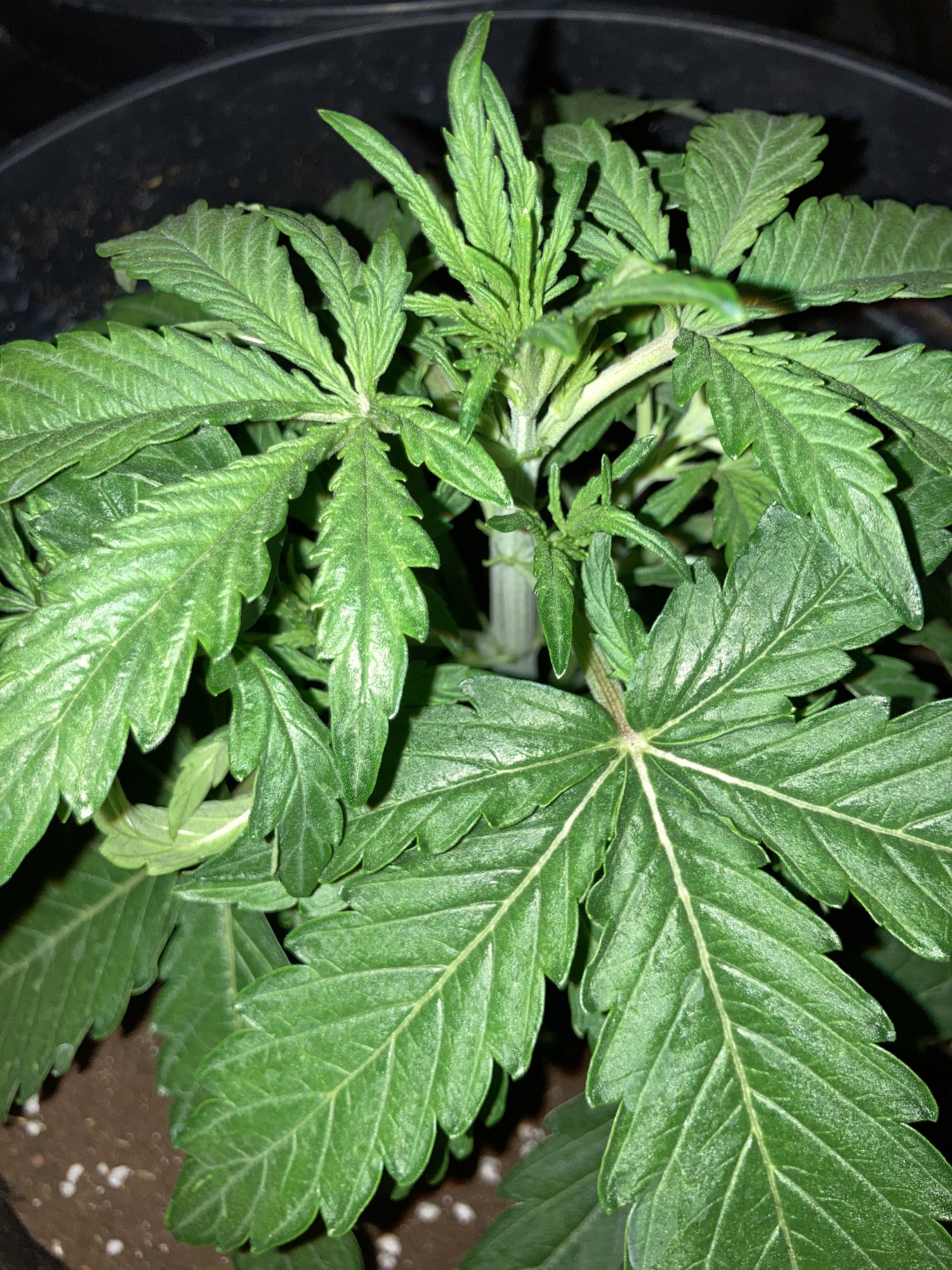 Please help whats this forming on my plant 8
