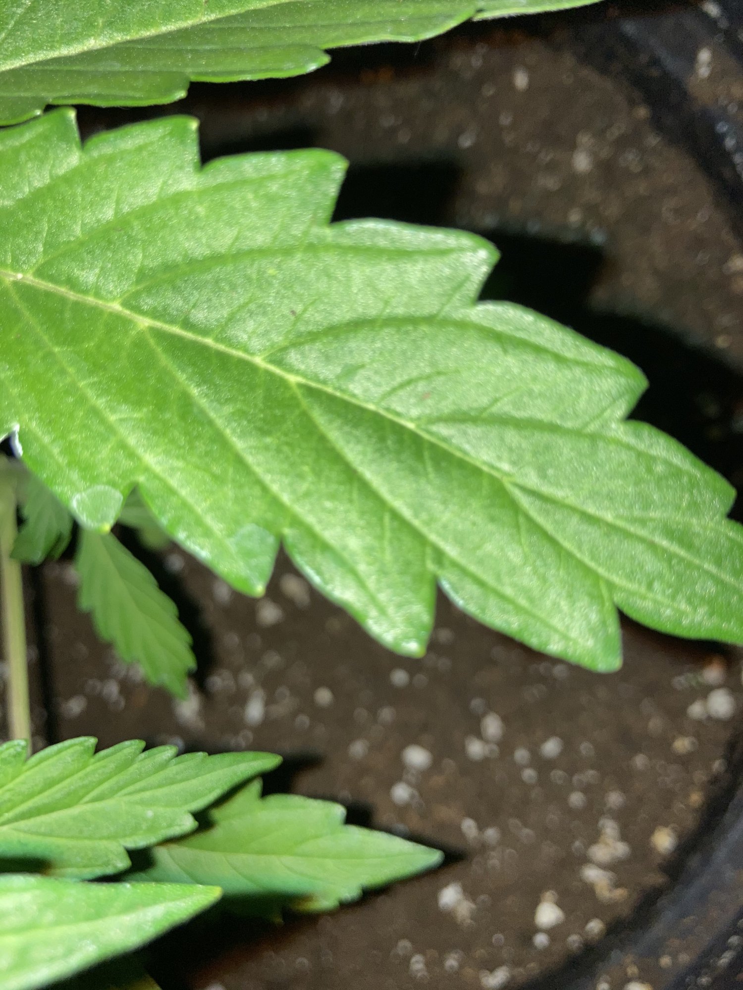 Please help whats this forming on my plant