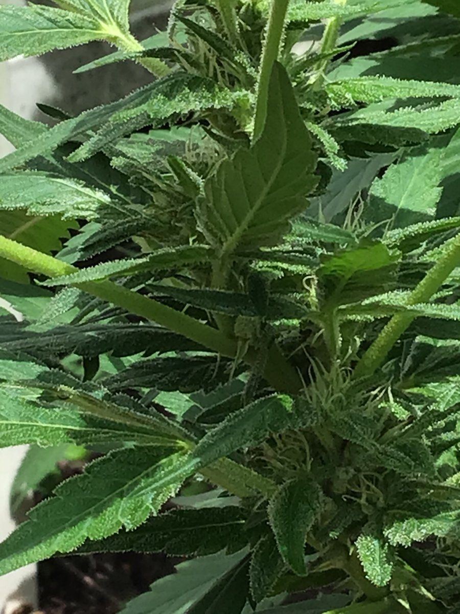 Please help with identifying week of flowering and thanks 3