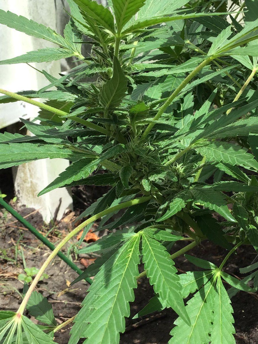 Please help with identifying week of flowering and thanks 4