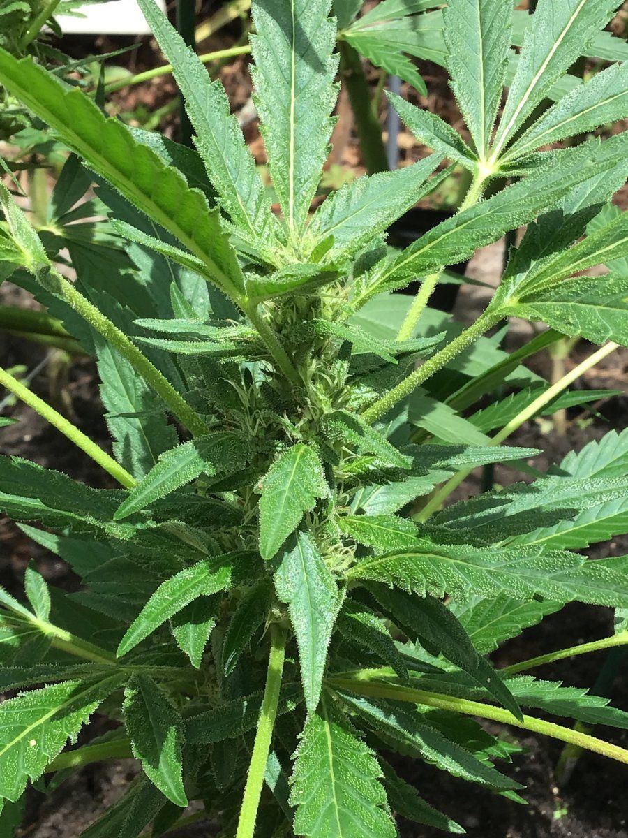 Please help with identifying week of flowering and thanks 5