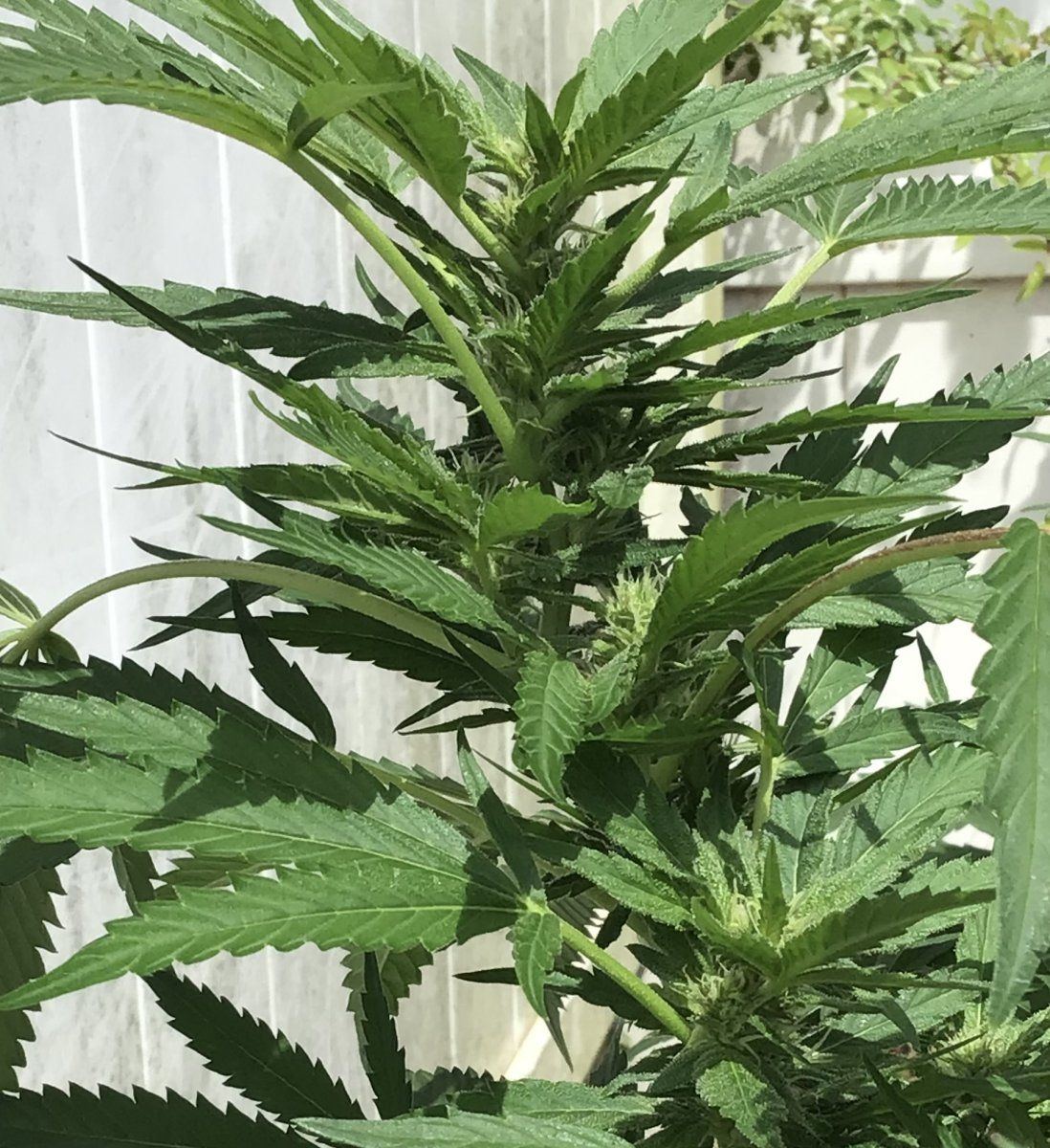 Please help with identifying week of flowering and thanks 6