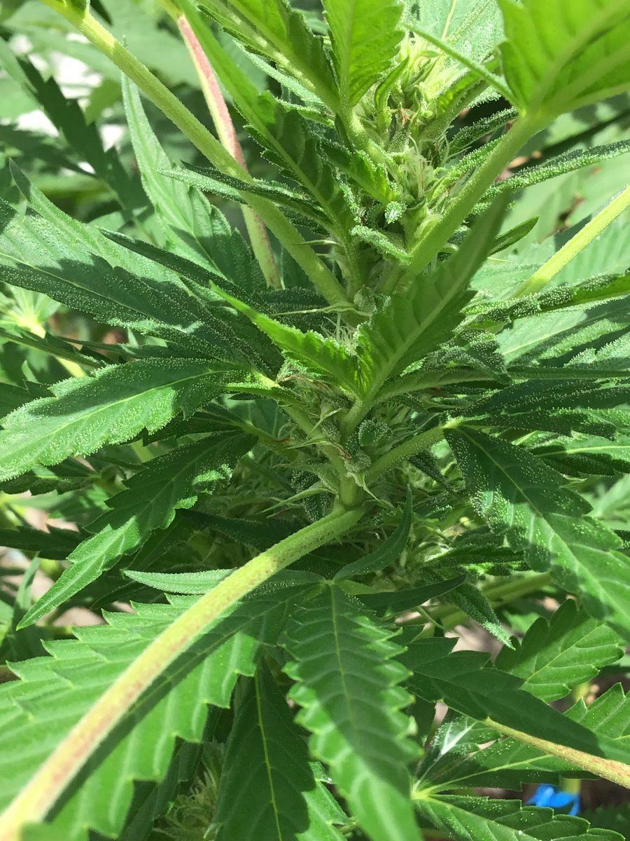 Please help with identifying week of flowering and thanks 7