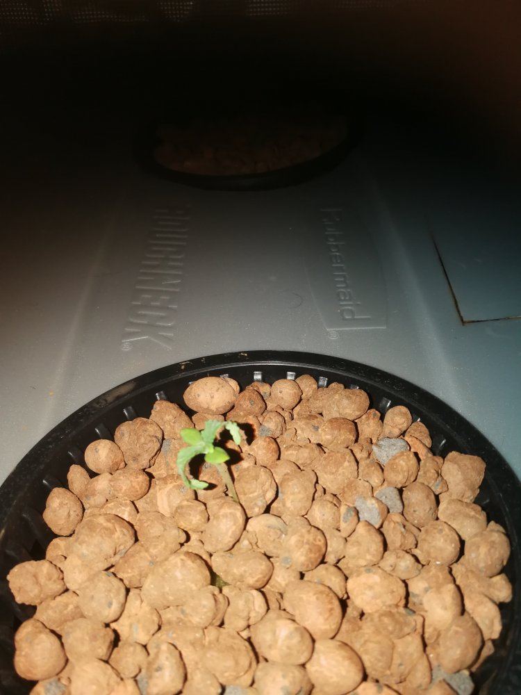 Please help with my seedlings