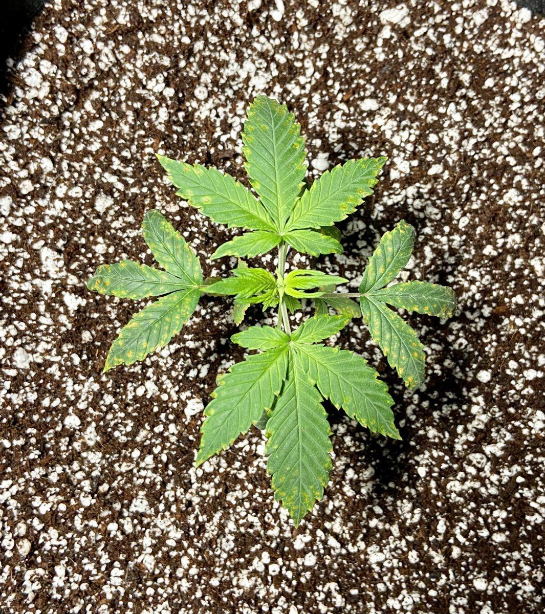 Please help with small dark spots 3