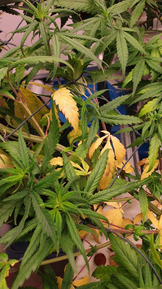 Please help with yellow leaves