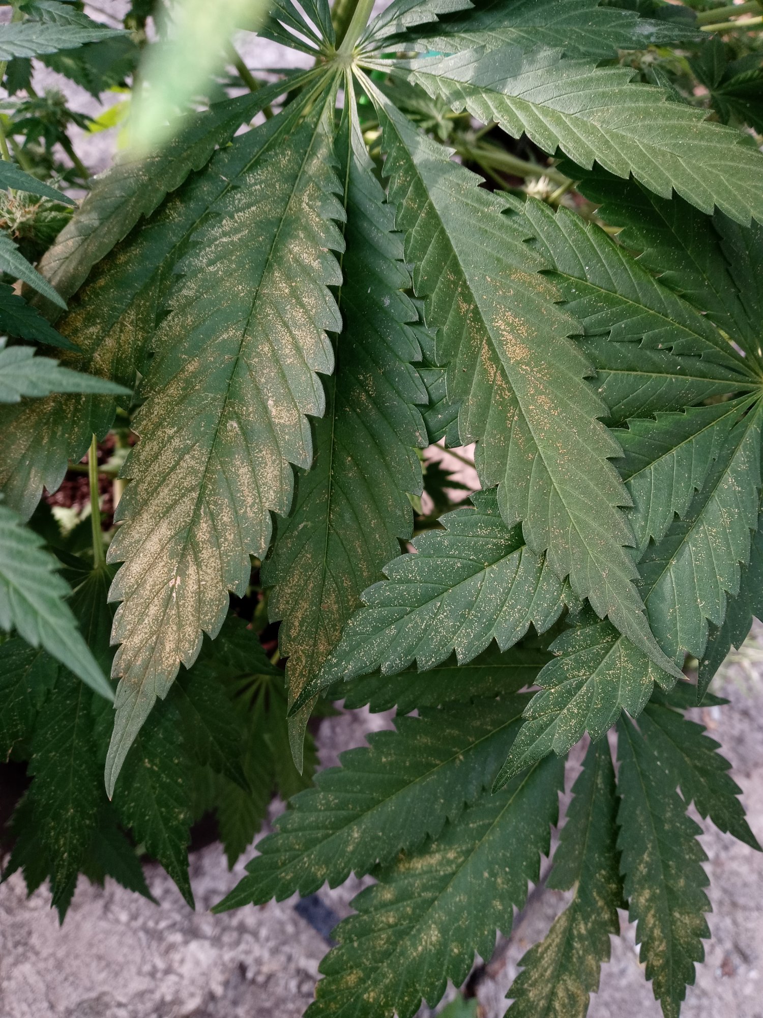 Please help yellowy bronze dots on my plants cant find what it is anywhere 3